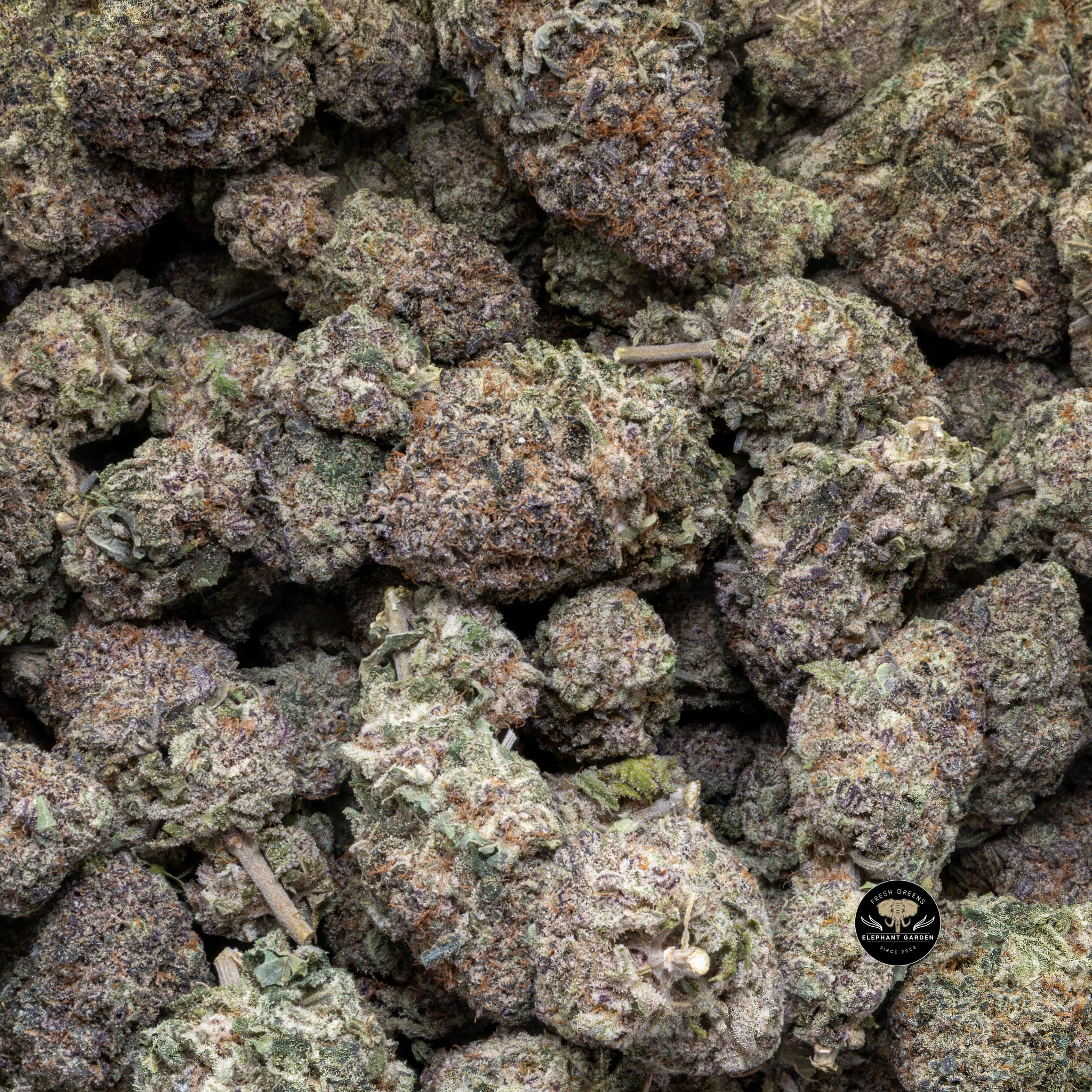 Buy Purple Candy (Bulk) at Elephant Garden Co Weed Dispensary Close 5 28 2024