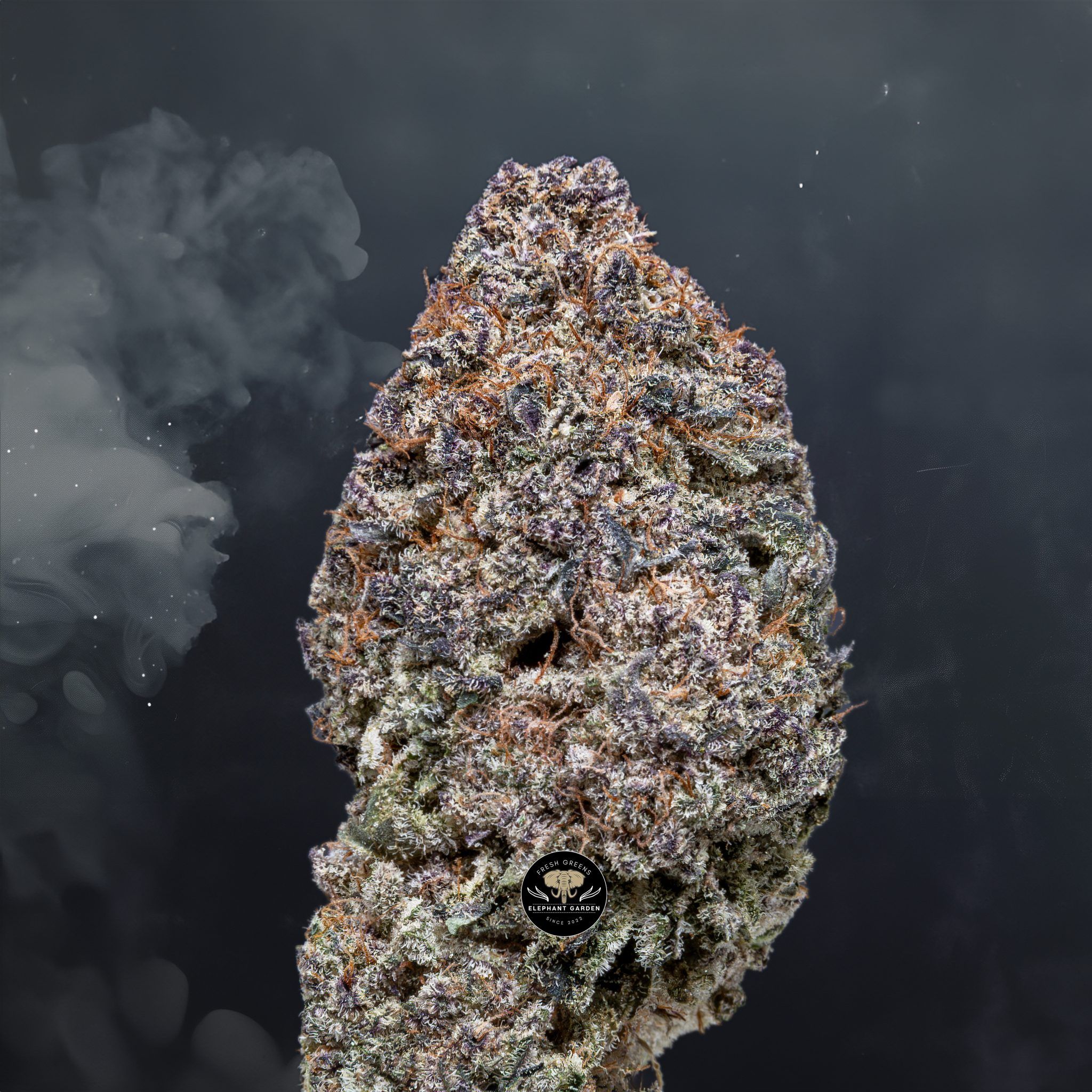 Buy Purple Candy at Elephant Garden Co Weed Dispensary Close 5 28 24