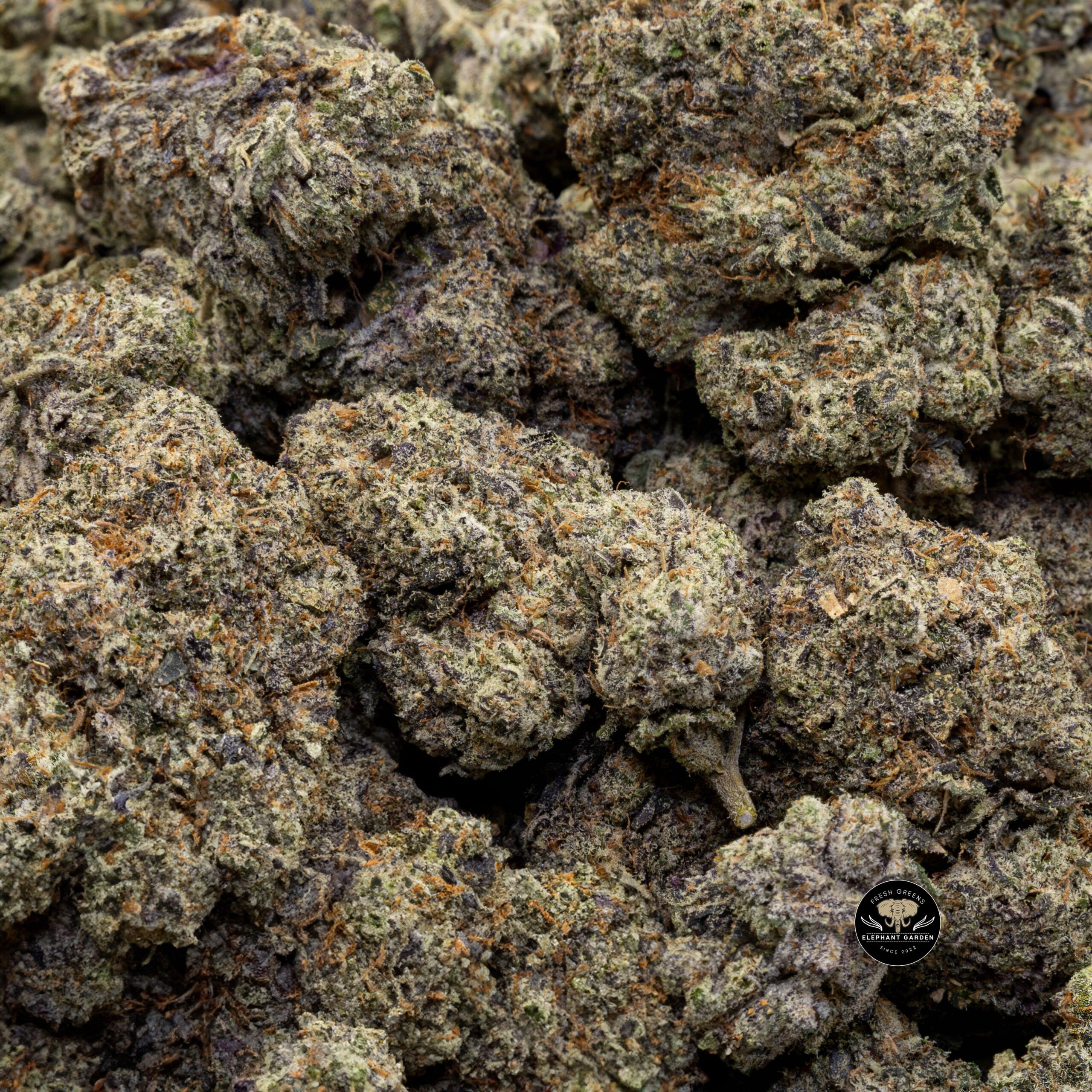 Buy Purple Zkittlez (Bulk) at Elephant Garden Co Weed Dispensary Bulk 11.12.2023
