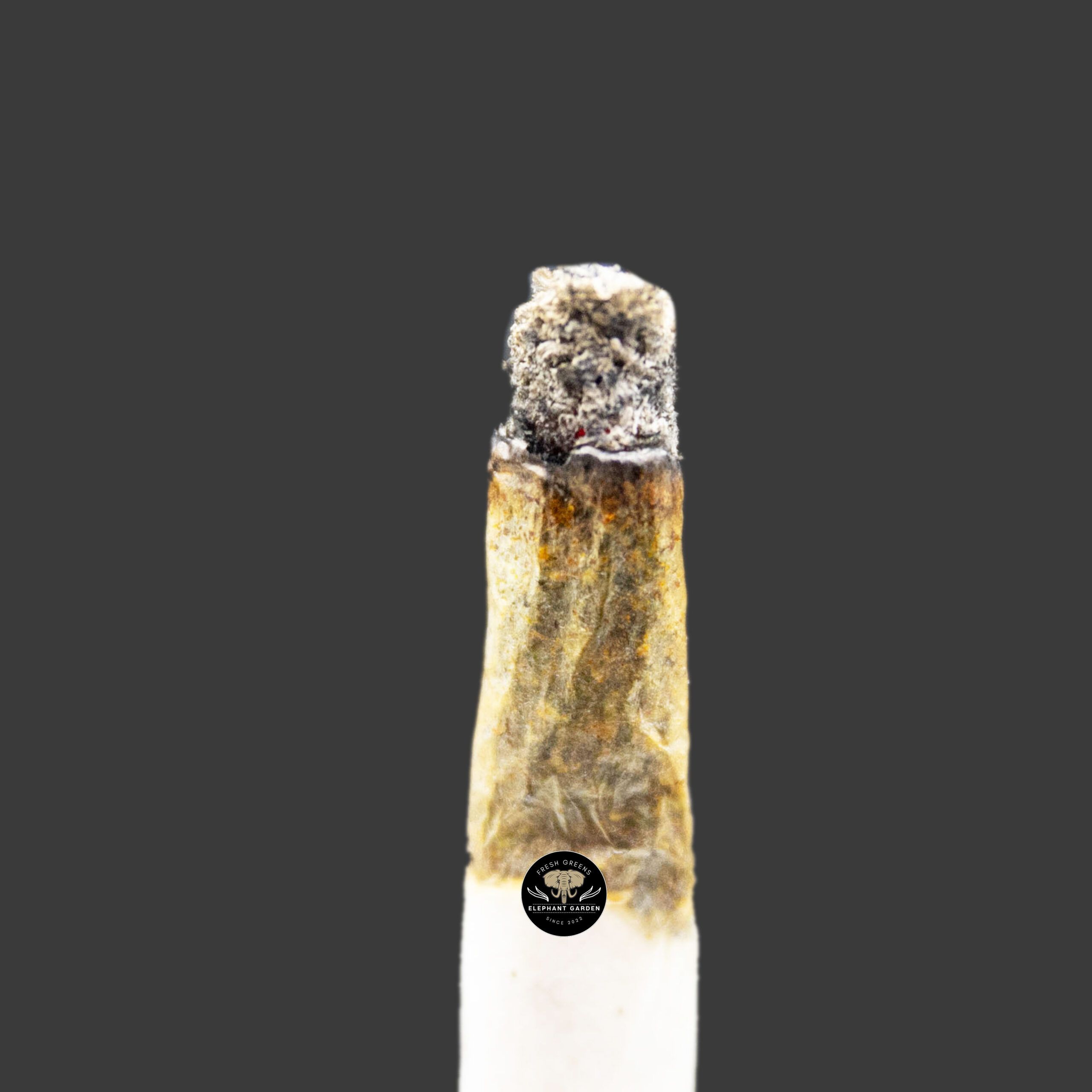 Buy Purple Zkittlez at Elephant Garden Co Weed Dispensary Burn Test 11_12_2023 2