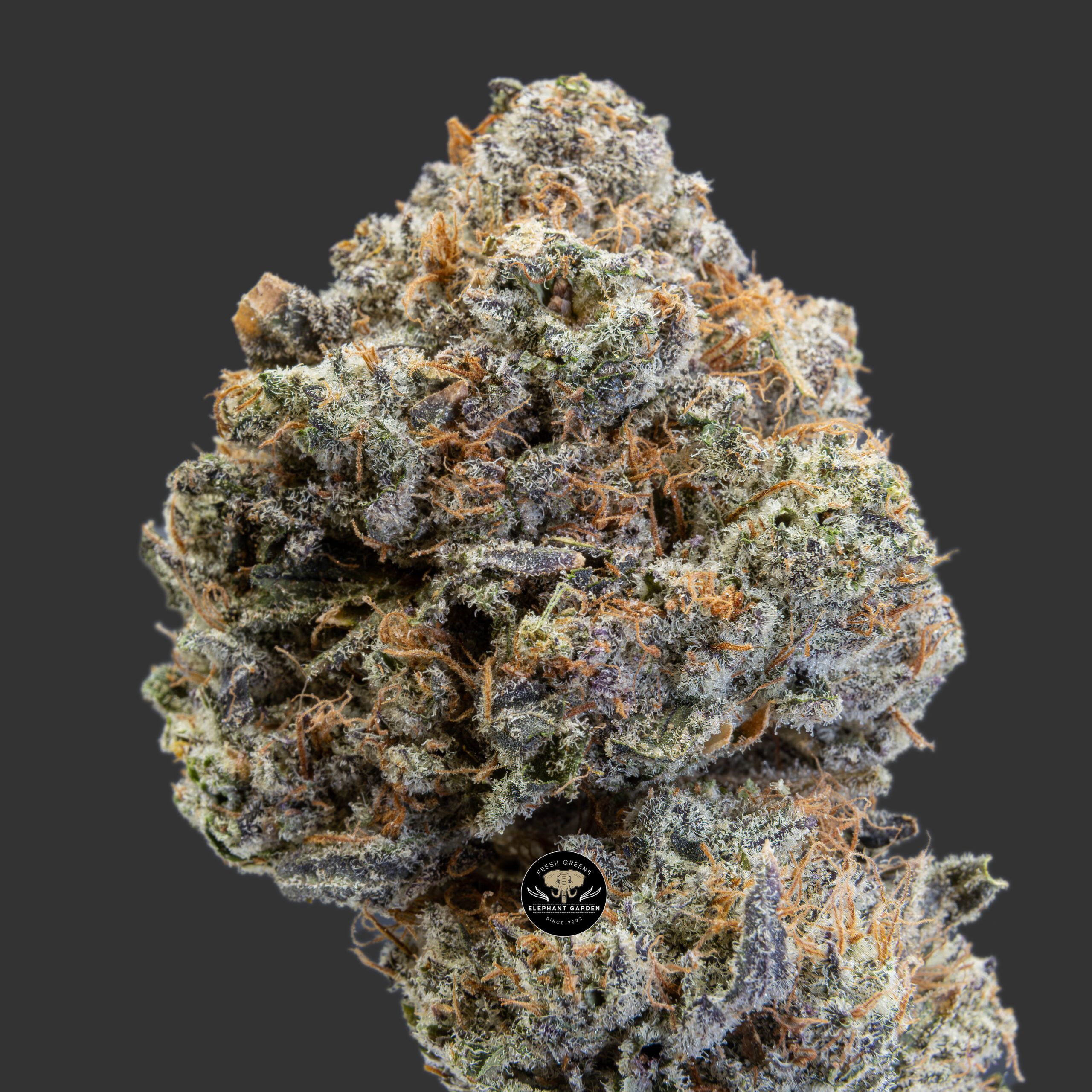 Buy Purple Zkittlez at Elephant Garden Co Weed Dispensary Close 11_10_2023 4