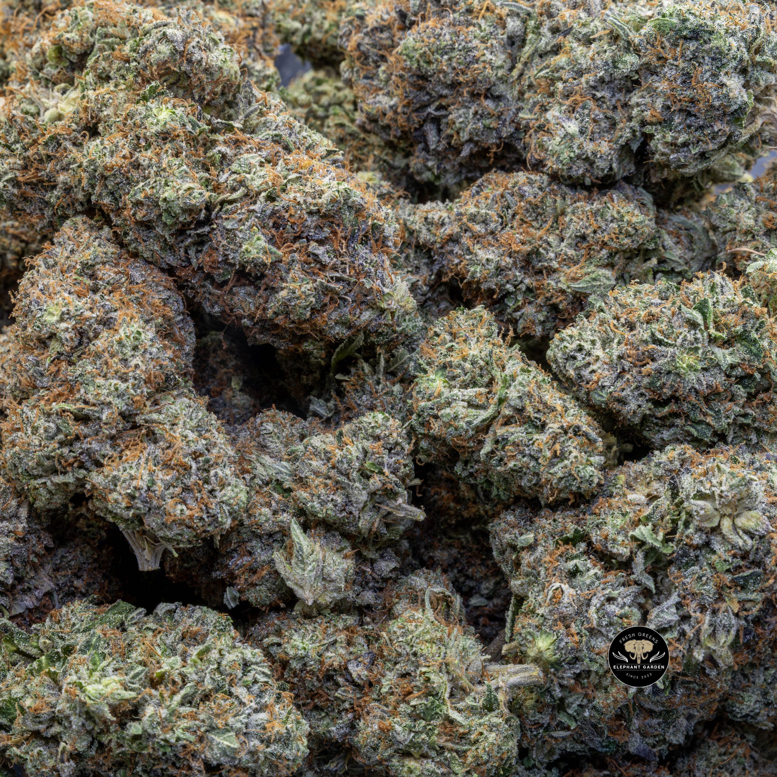 Buy Tom Ford Pink (Bulk) at Elephant Garden Co Weed Dispensary Bulk 11 21 2023