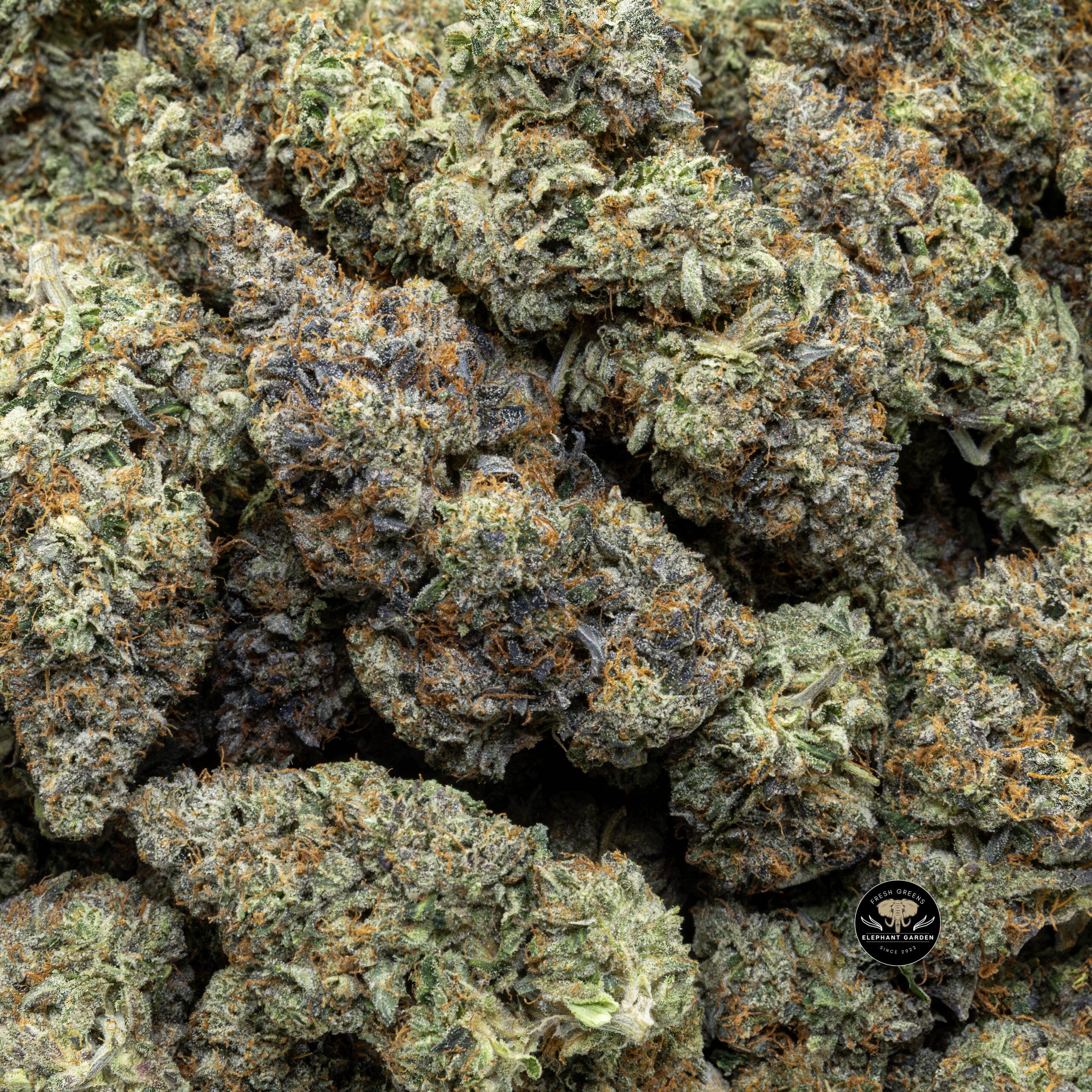 Buy Black Tuna (Bulk) at Elephant Garden Co Weed Dispensary Bulk 1 10 2024