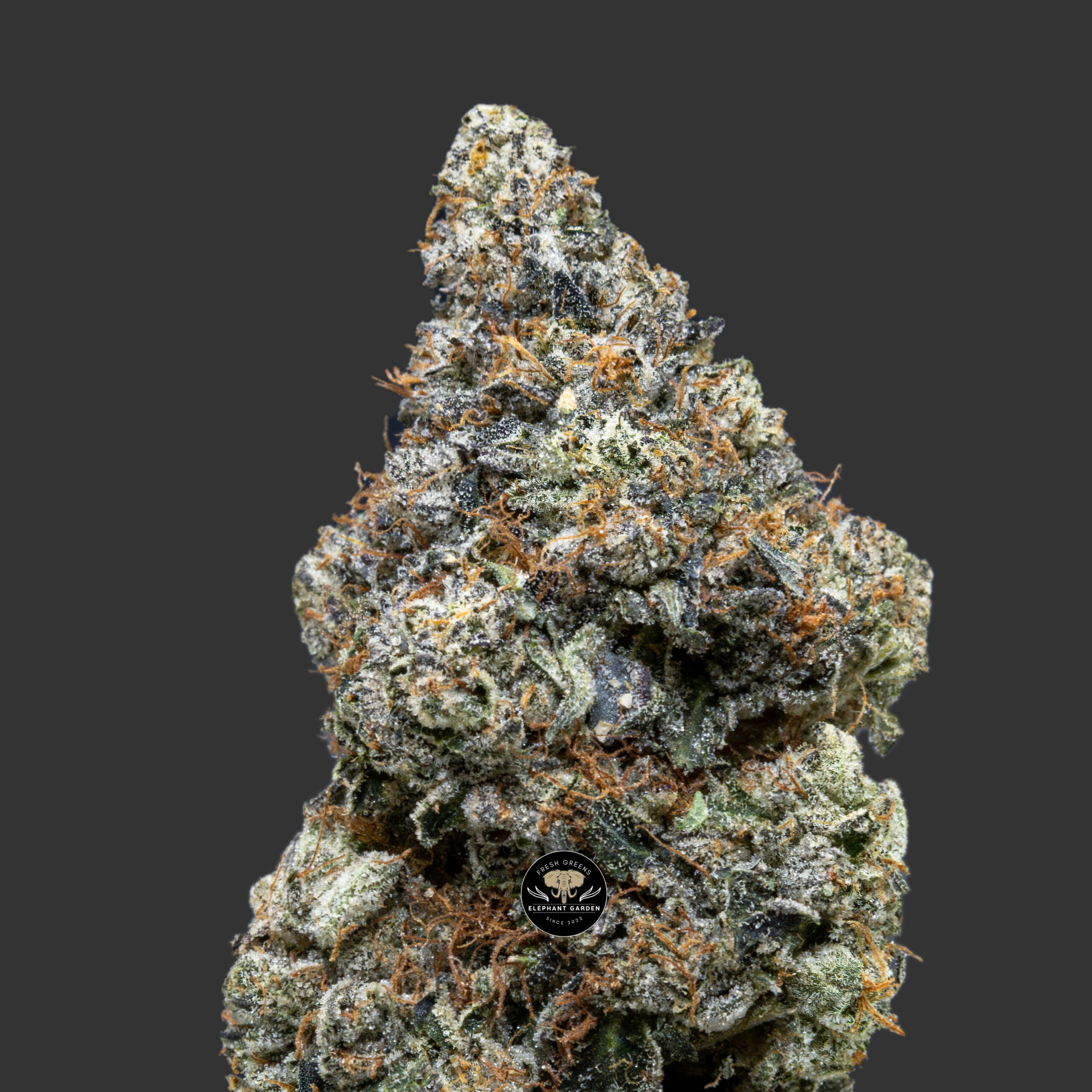 Buy Black Tuna at Elephant Garden Co Weed Dispensary Close 1 10 2024 3