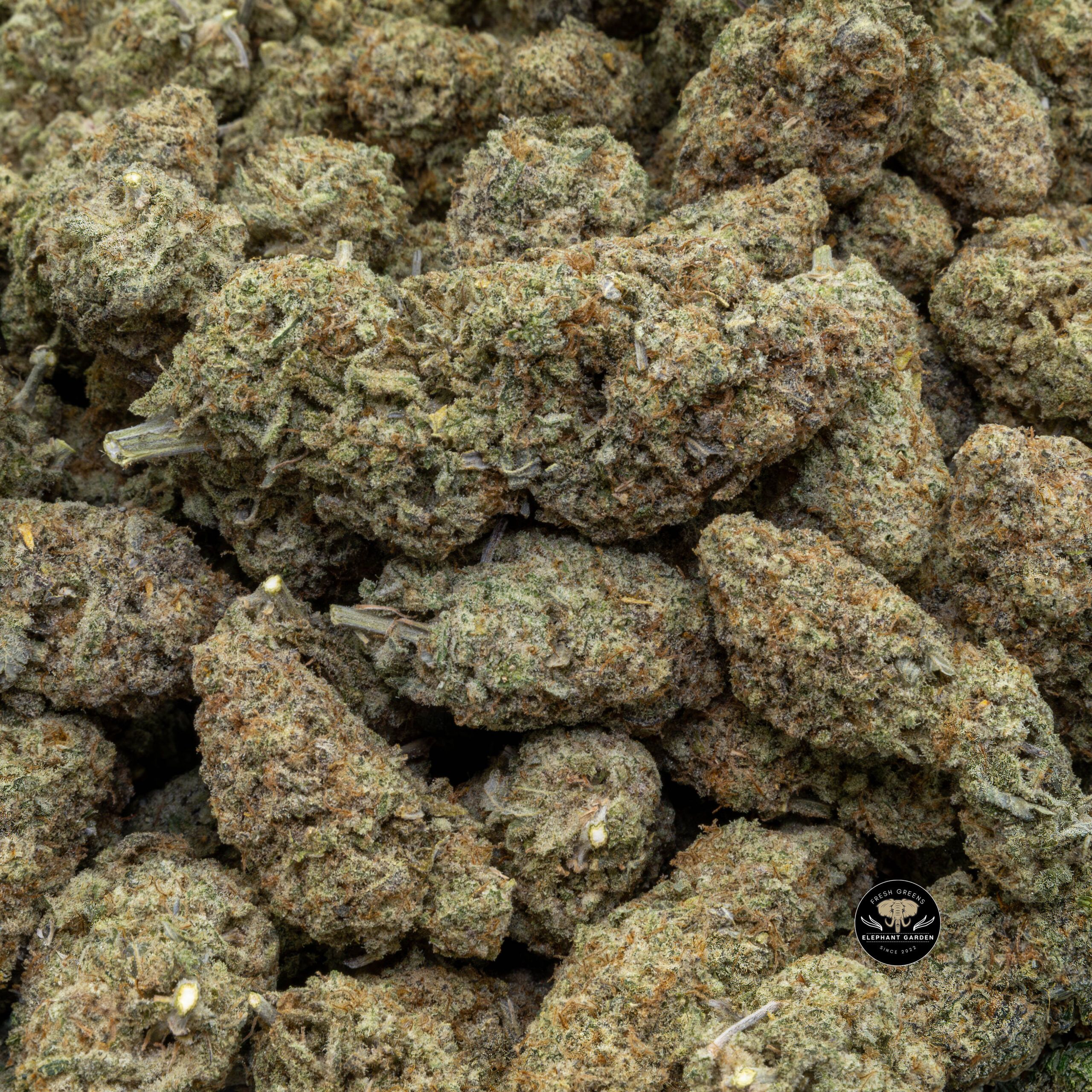 Buy Cherry Mac Pie (Bulk) at Elephant Garden Co Weed Dispensary Bulk 1 24 2024