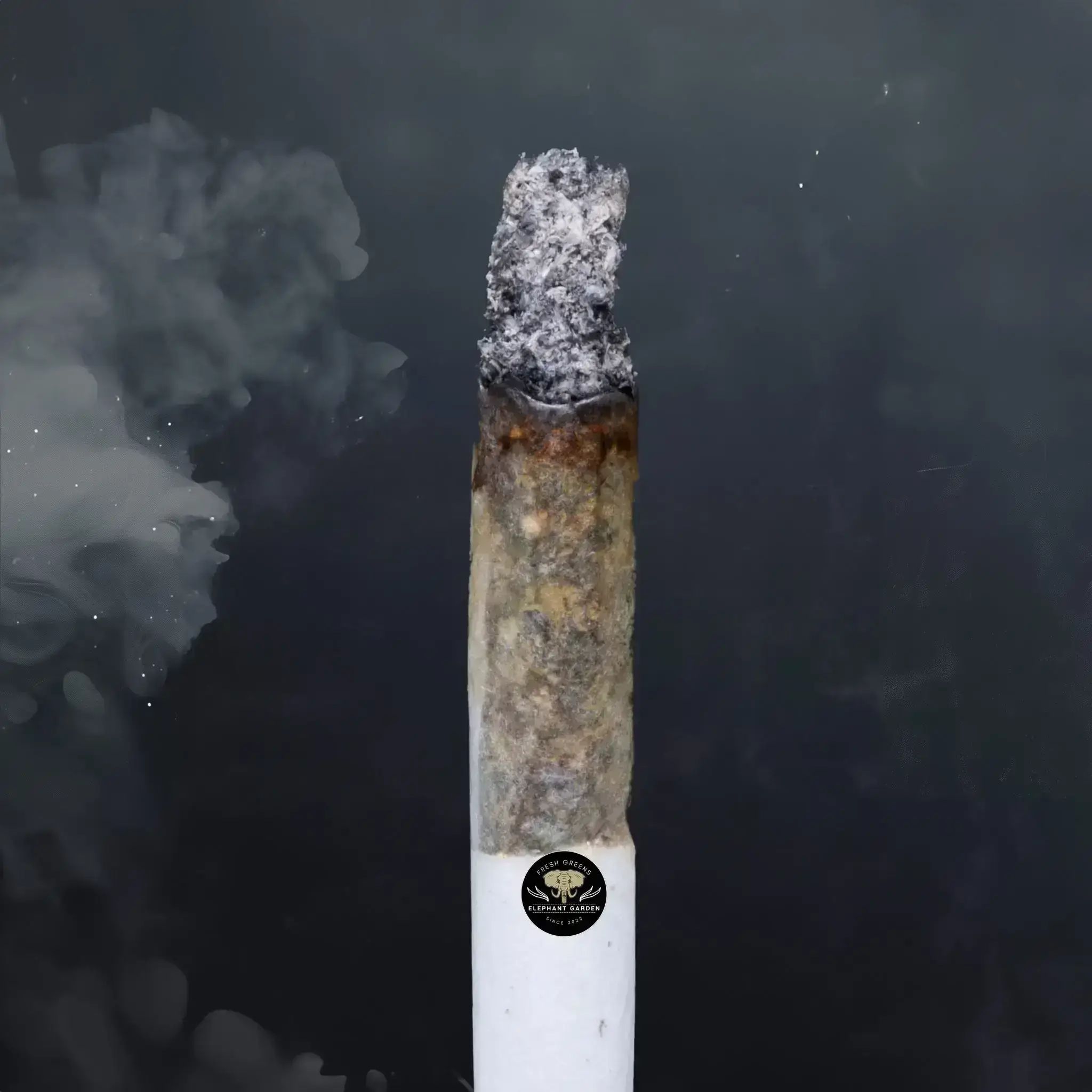 Buy Black Tuna at Elephant Garden Co Weed Dispensary Burn Test 8 7 2024 2