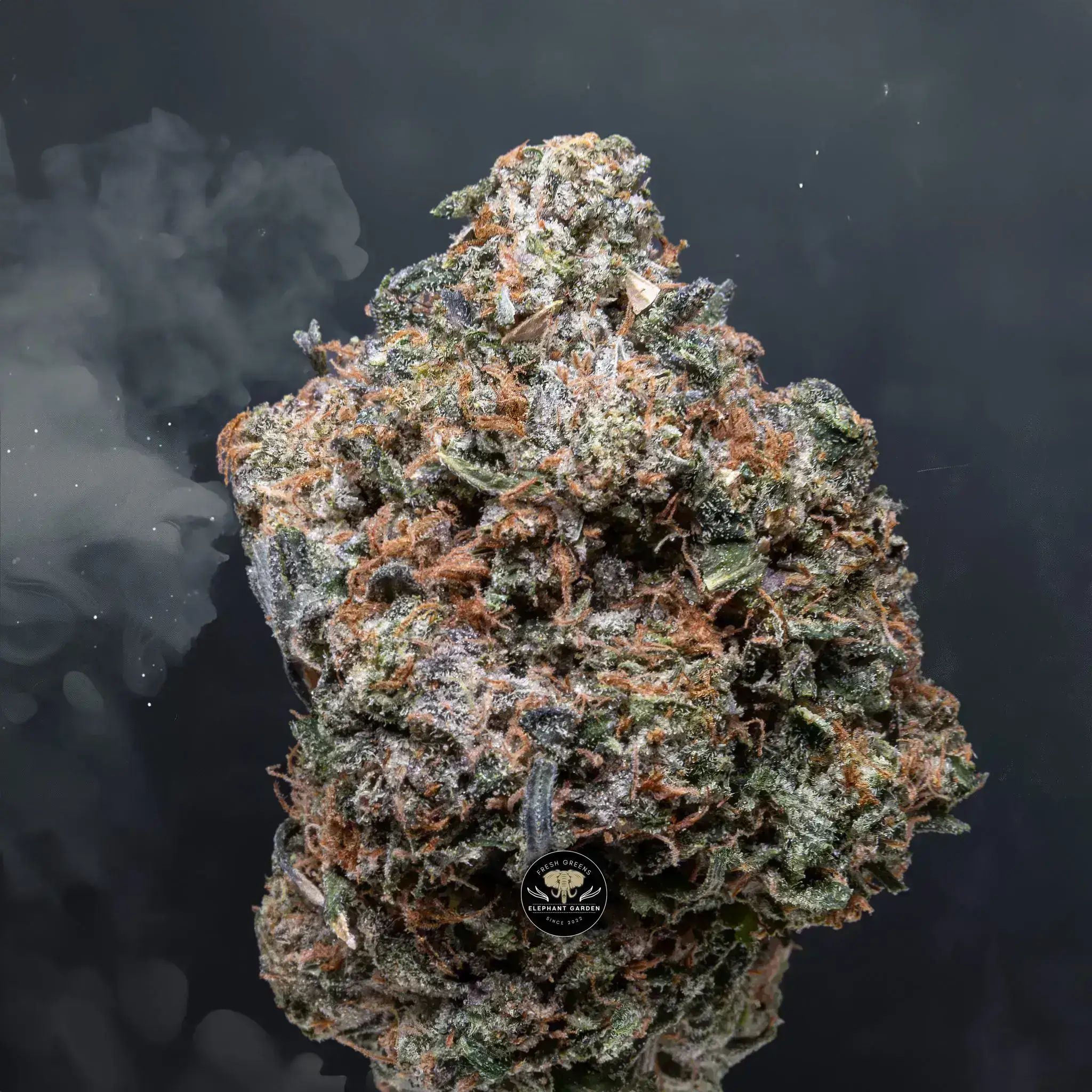 Buy Black Tuna at Elephant Garden Co Weed Dispensary Close 8 7 24 2
