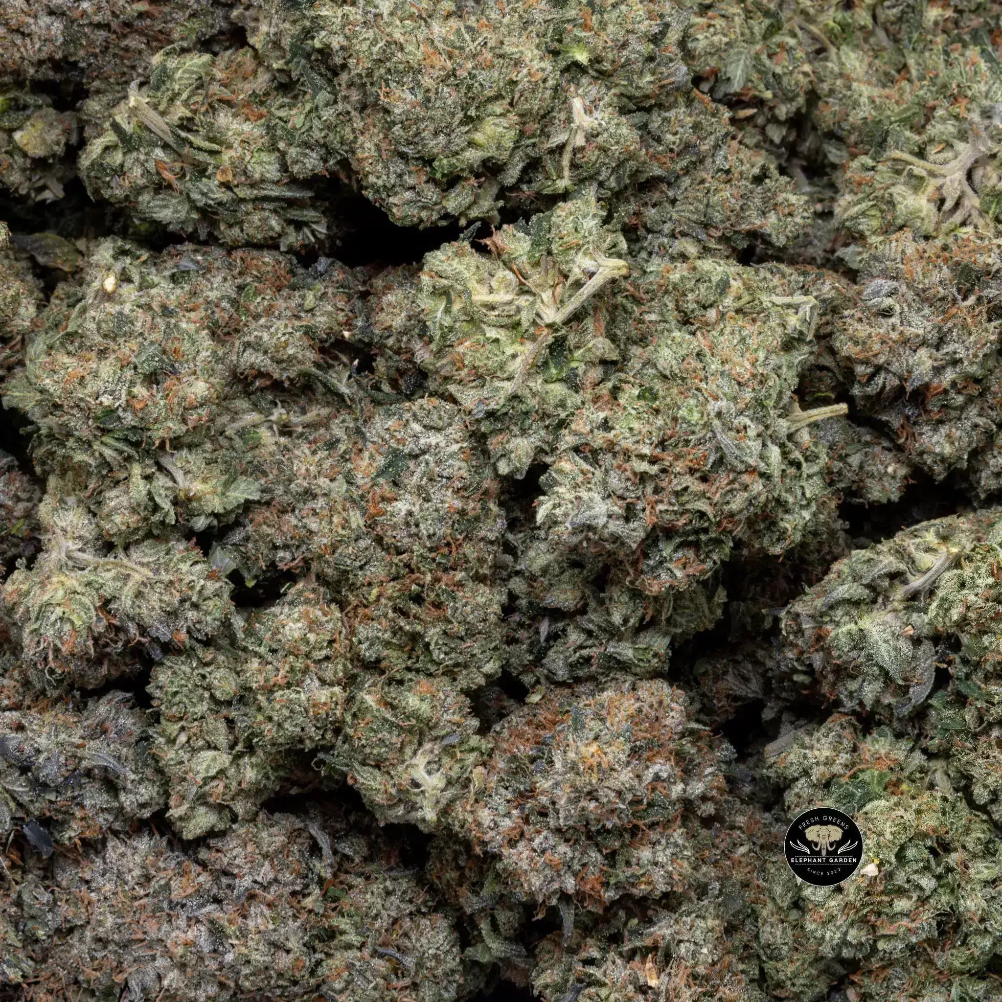 Buy Black tuna at Elephant Garden Co Weed Dispensary Close 8 19 24 2