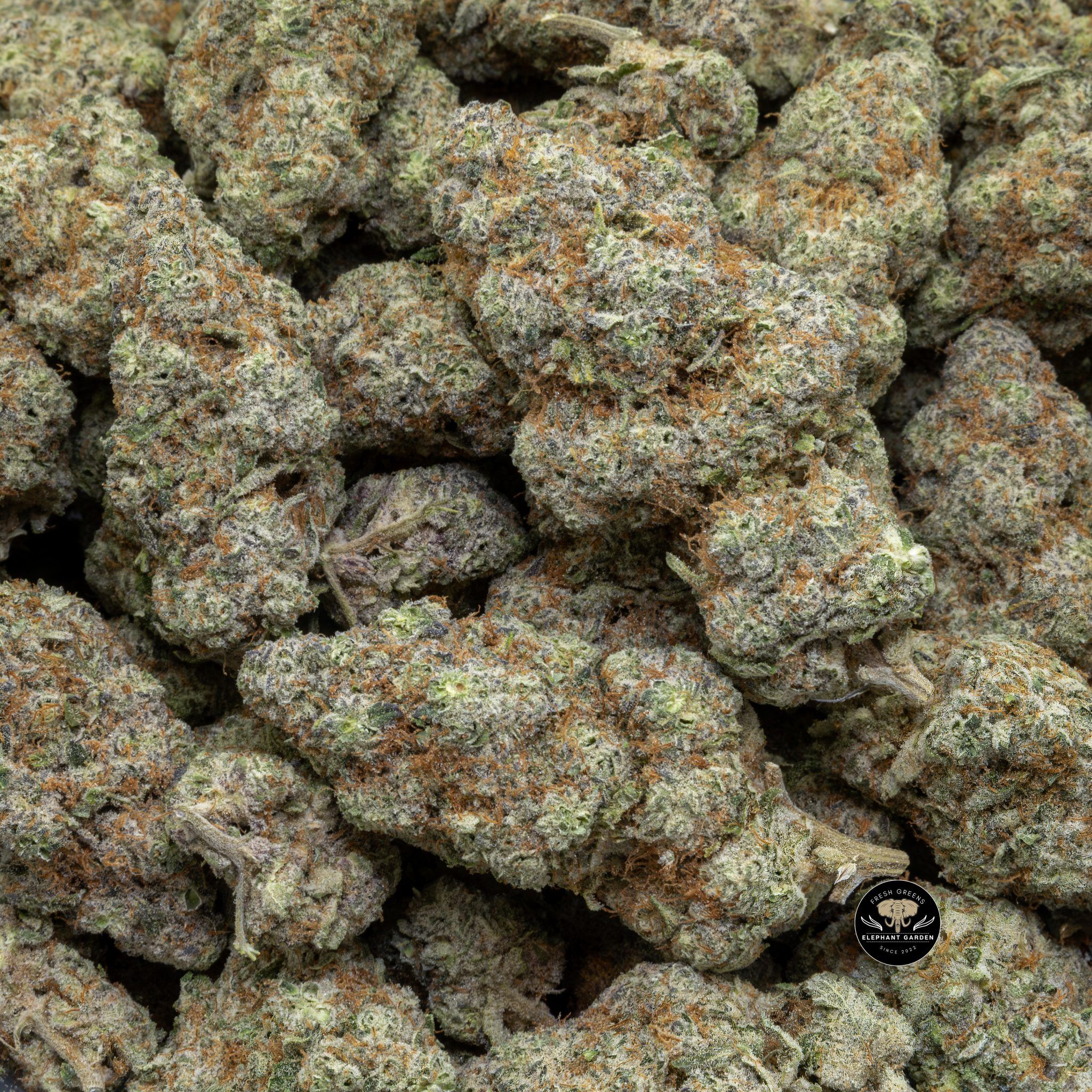 Buy Blackberry Platinum (Bulk) at Elephant Garden Co Weed Dispensary Close 5 10 2024