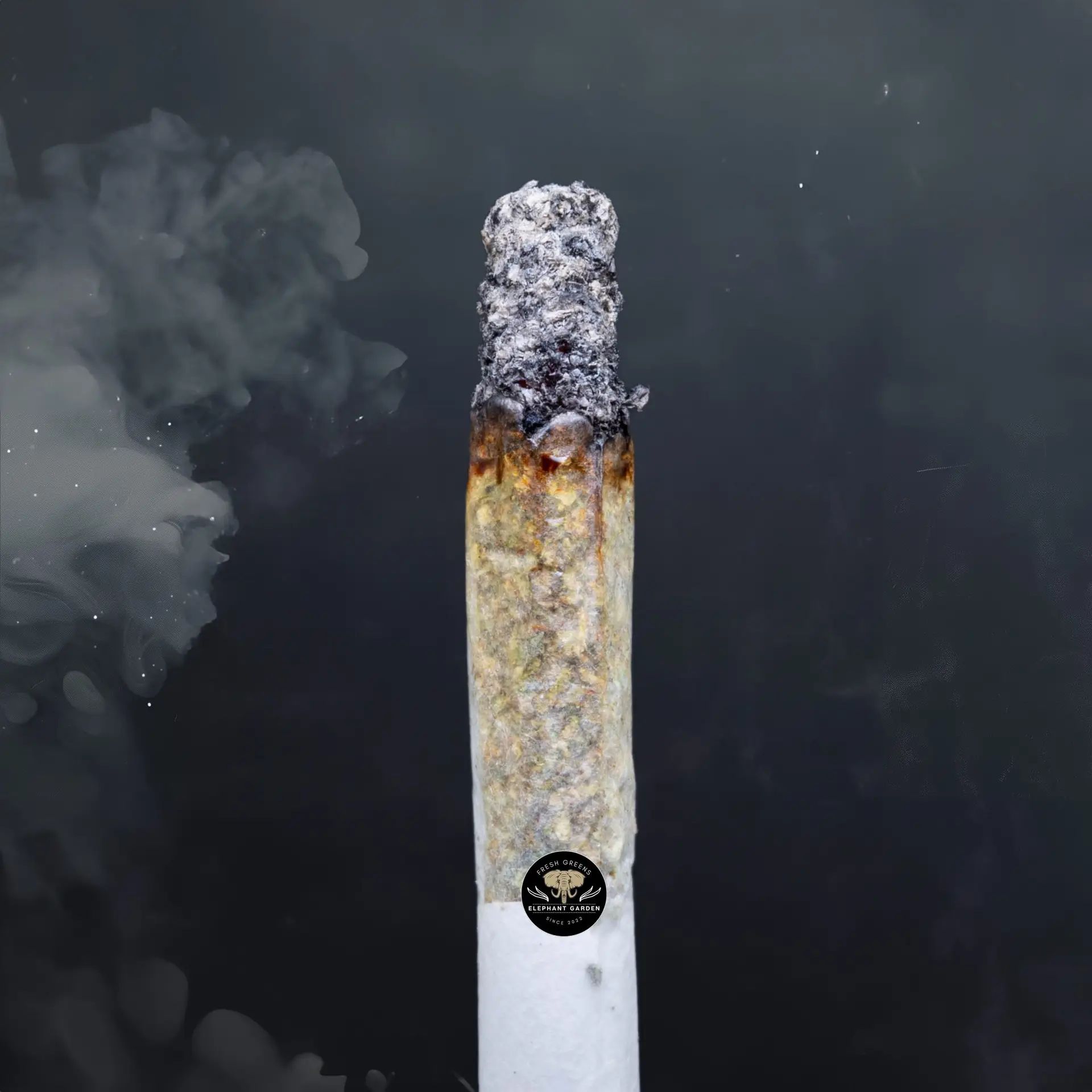 Buy Blackberry Platinum at Elephant Garden Co Weed Dispensary Burn Test 5 10 2024 2