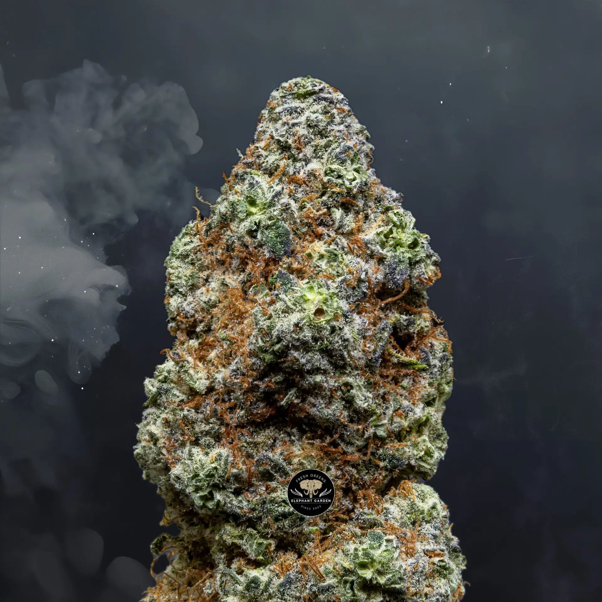 Platinum Blackberry - Hybrid - AAA+