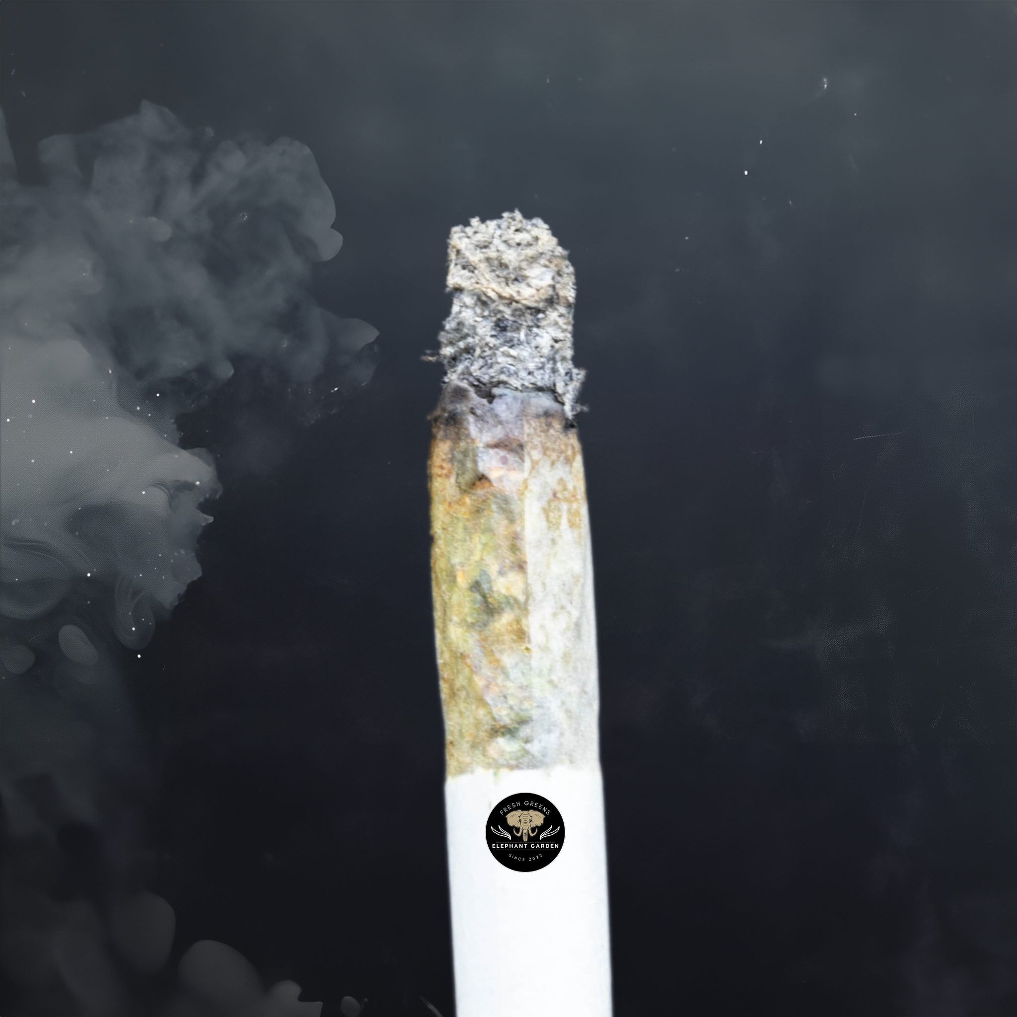 Buy Blueberry Cheese Cake at Elephant Garden Co Weed Dispensary Burn Test 2 28 2024 2