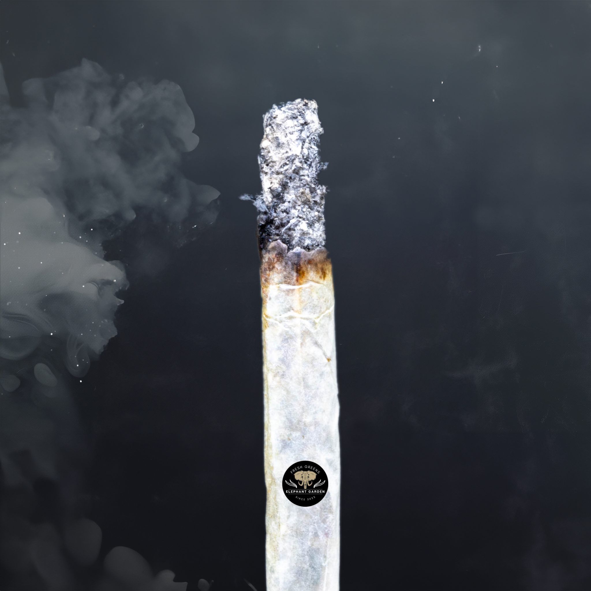 Buy Biscotti Cookies at Elephant Garden Co Weed Dispensary Burn Test 3 21 2024 2