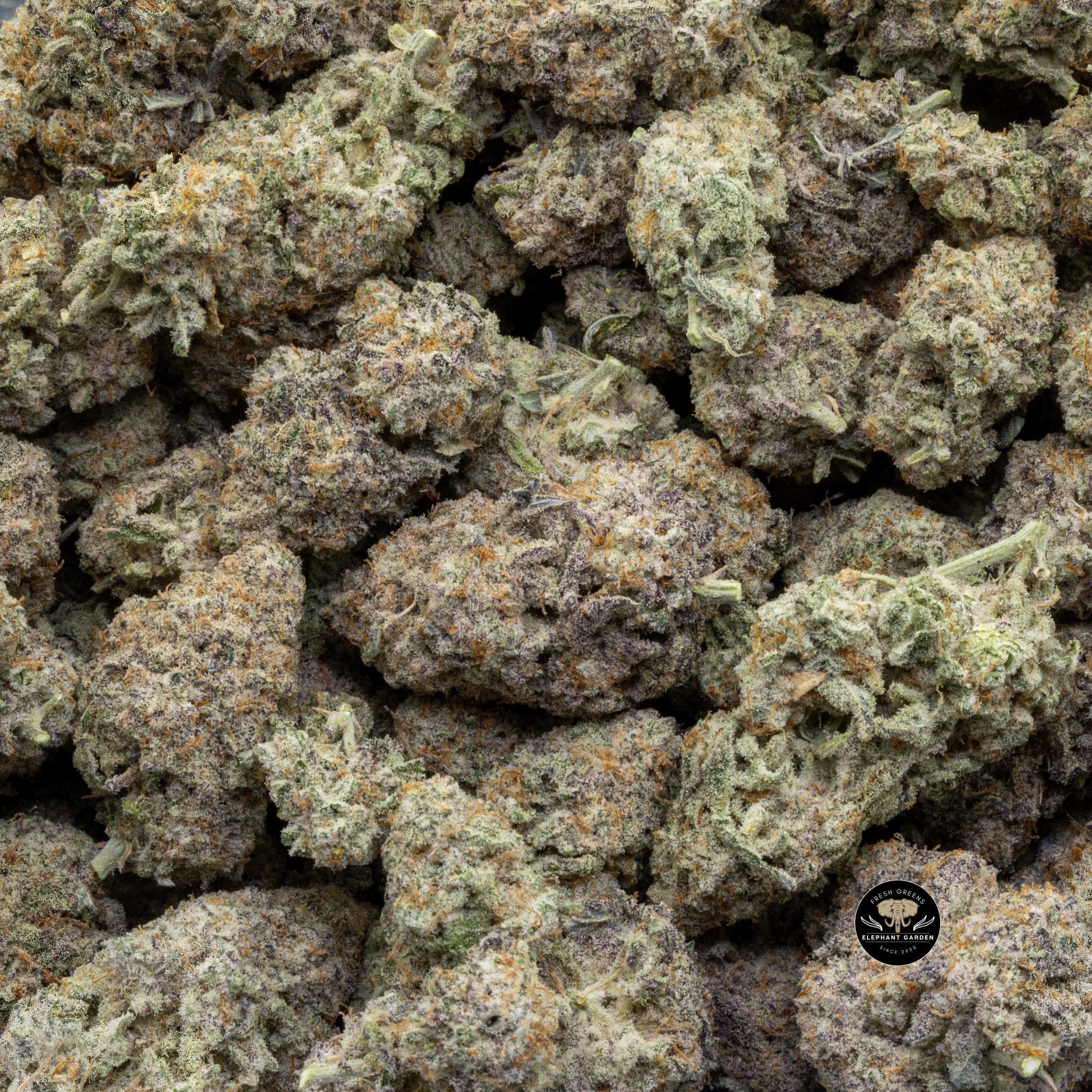 Buy Blueberry Muffin (Bulk) at Elephant Garden Co Weed Dispensary 3 8 2024