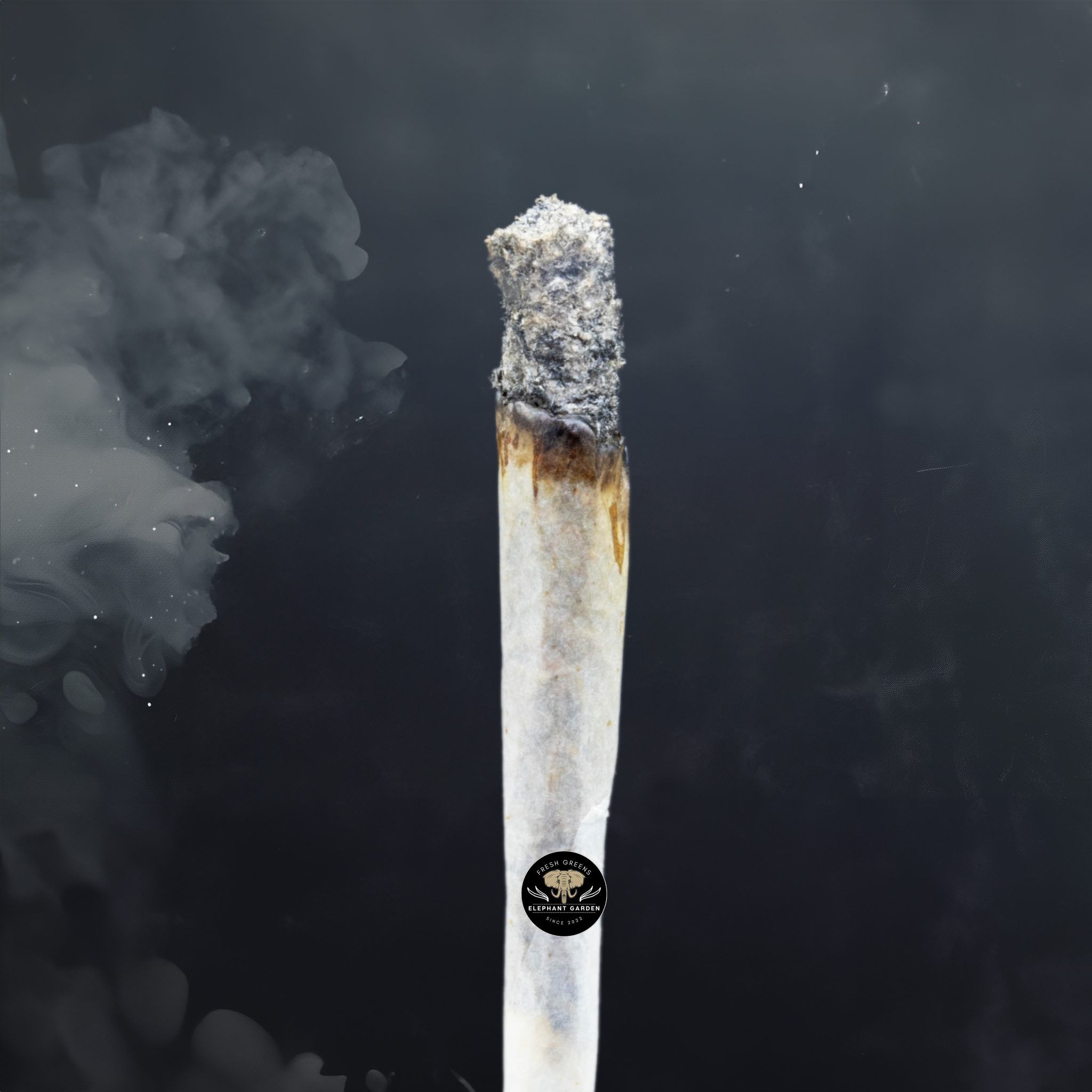 Buy Blueberry Muffin at Elephant Garden Co Weed Dispensary Burn Test 3 8 2024 2