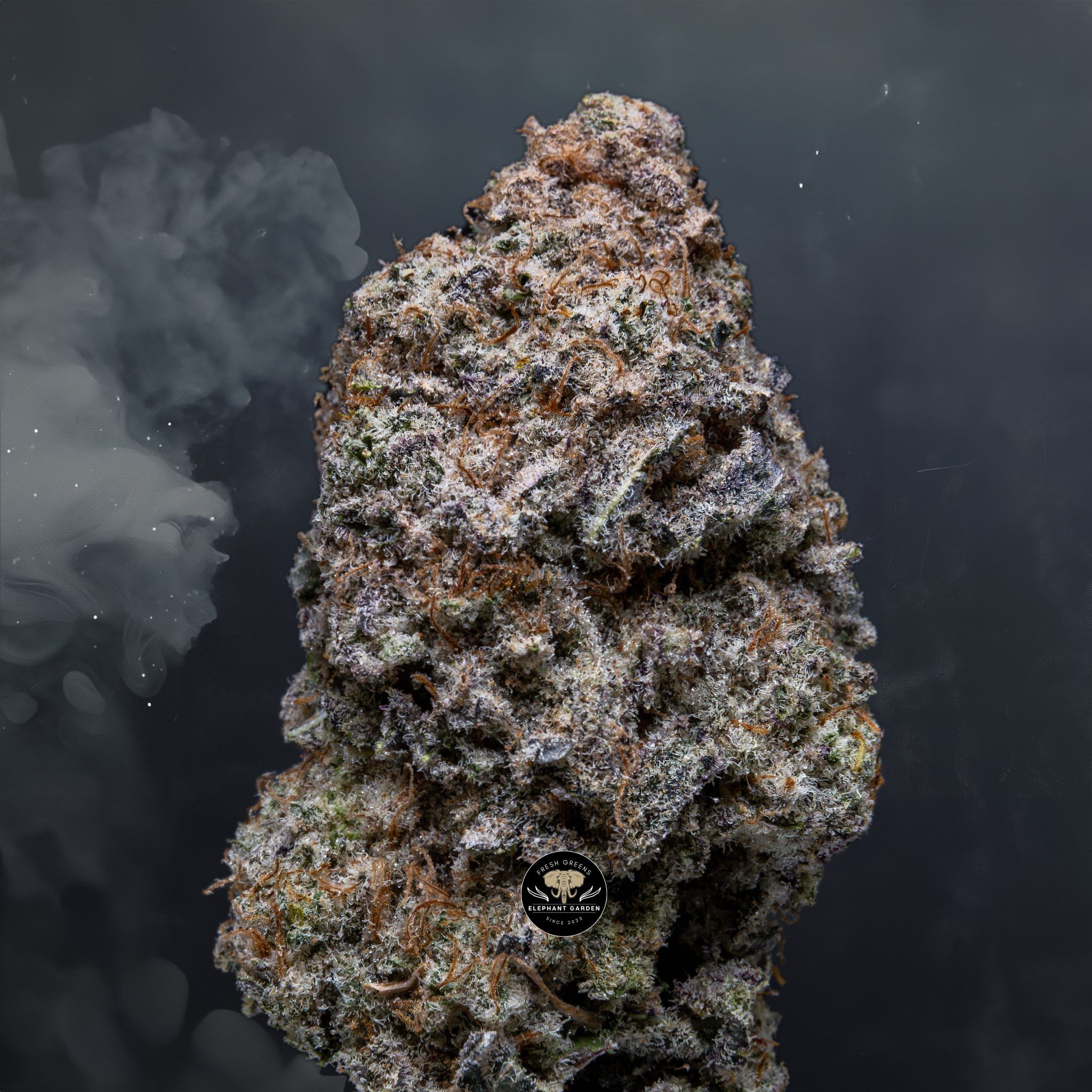 Buy Blueberry Muffin at Elephant Garden Co Weed Dispensary Close 3 8 2024 3