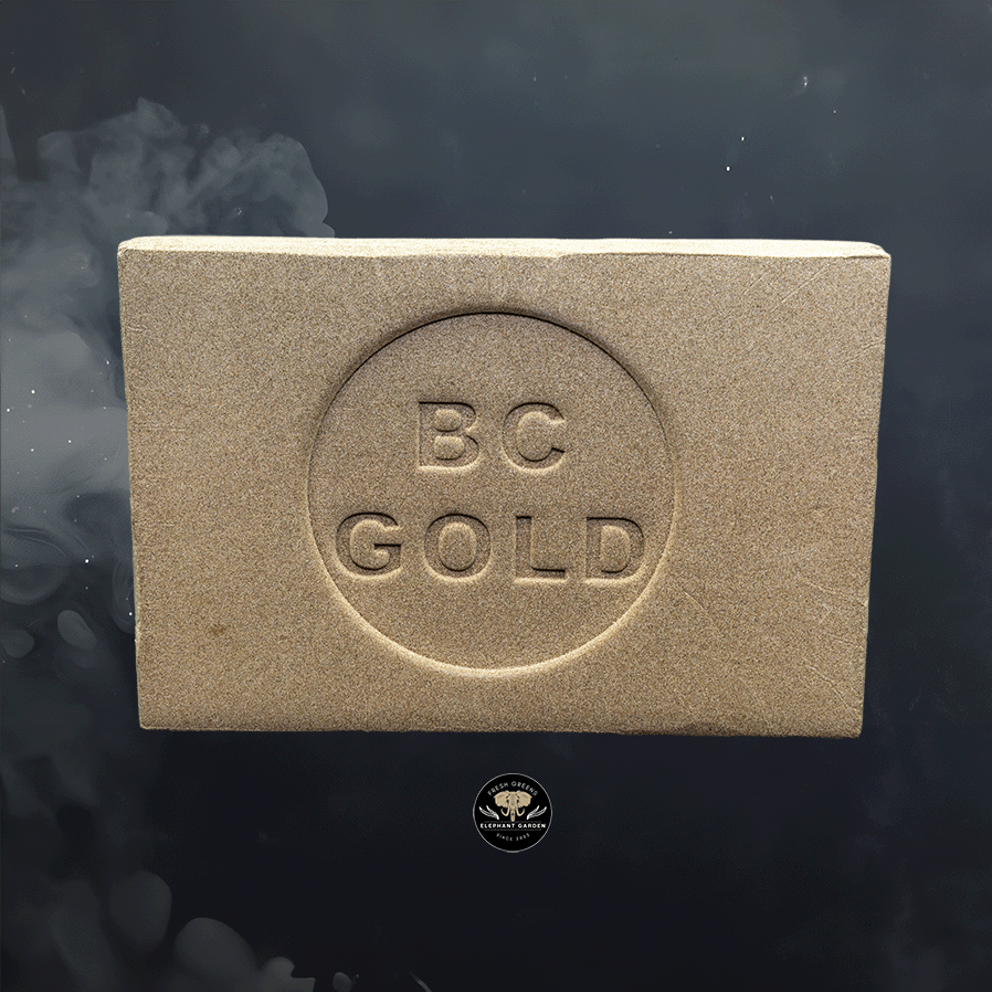 BC Gold 2 Hash 2 3 26 2024