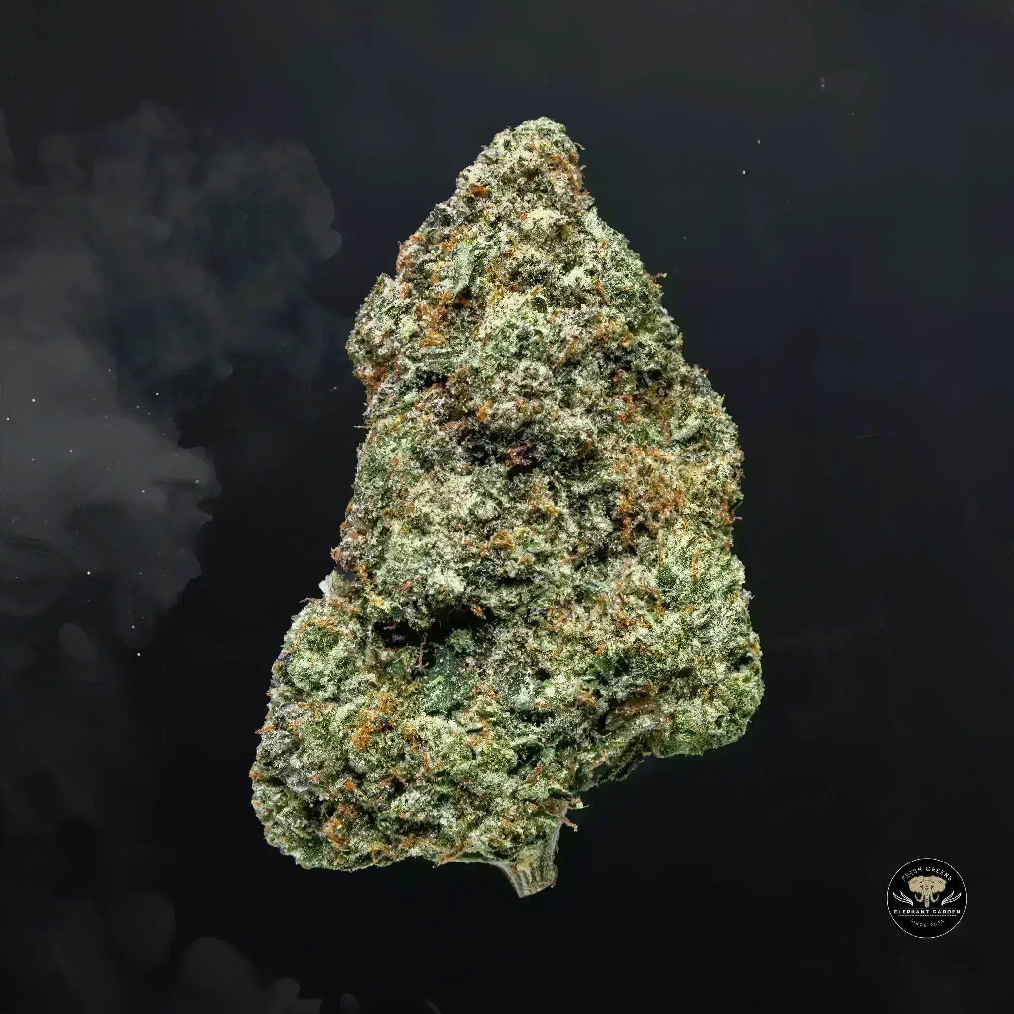 Buy Gucci Pink at Elephant Garden Co Weed Dispensary Float 11 13 24 4
