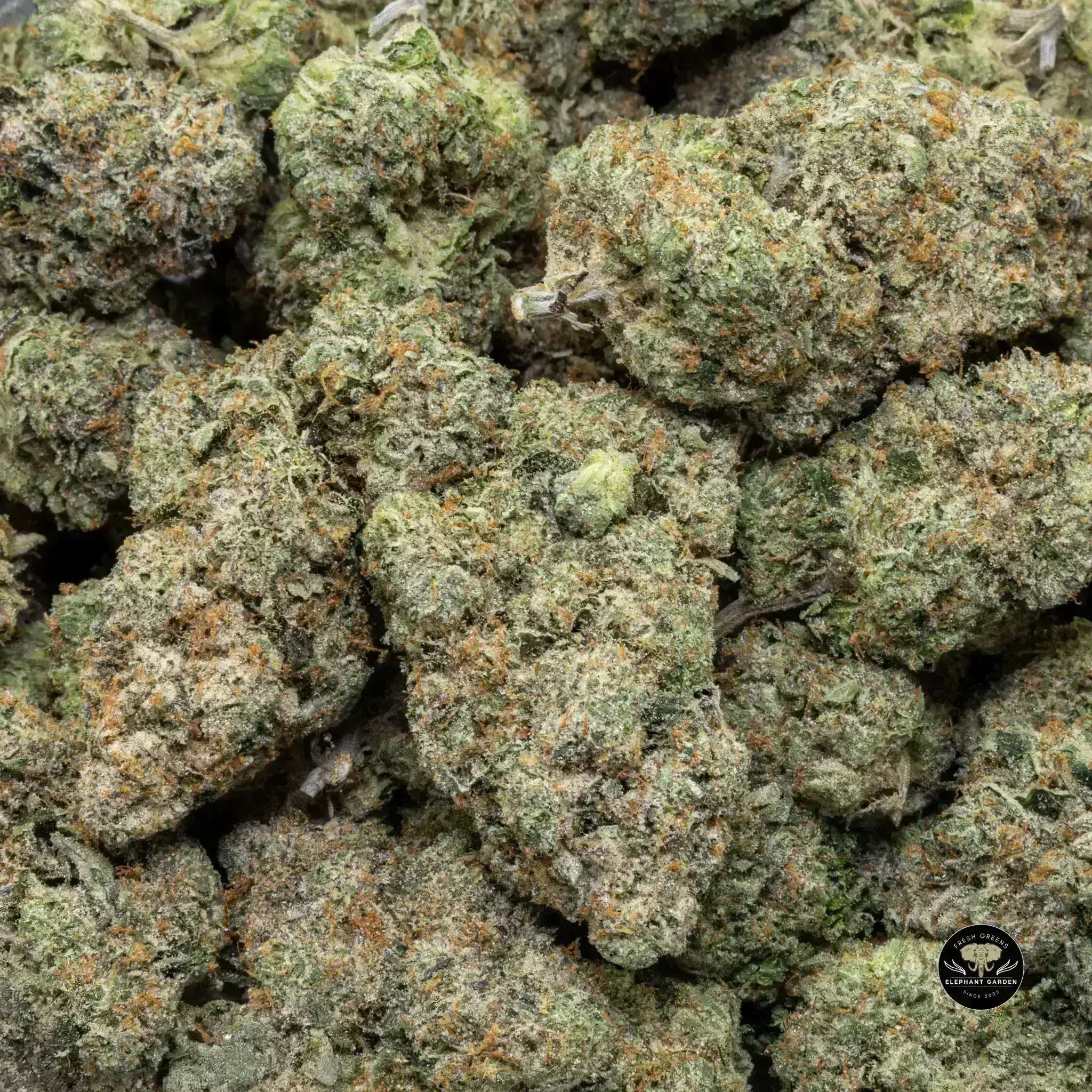 Buy Gucci Pink at Elephant Garden Co Weed Dispensary Bulk 11 13 24