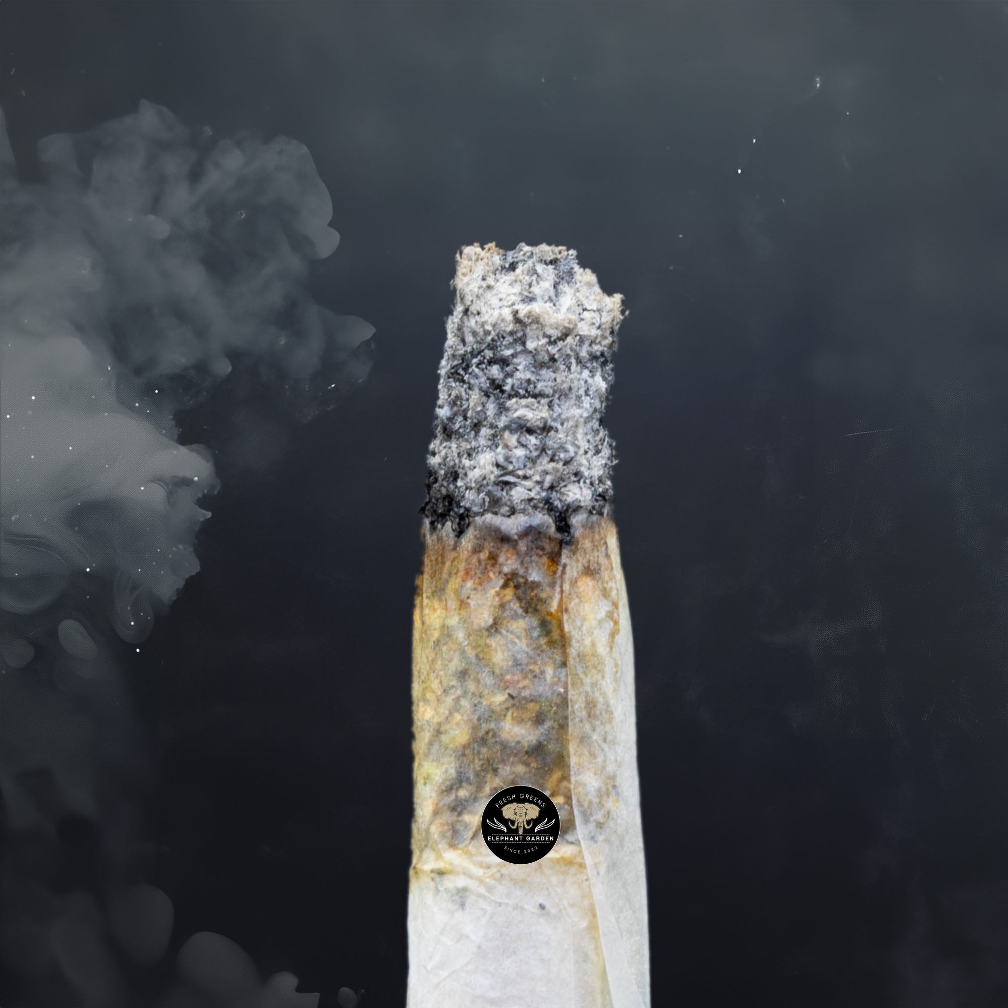 Buy Blueberry Cheese Cake at Elephant Garden Co Weed Dispensary Burn Test 4 24 2024 2