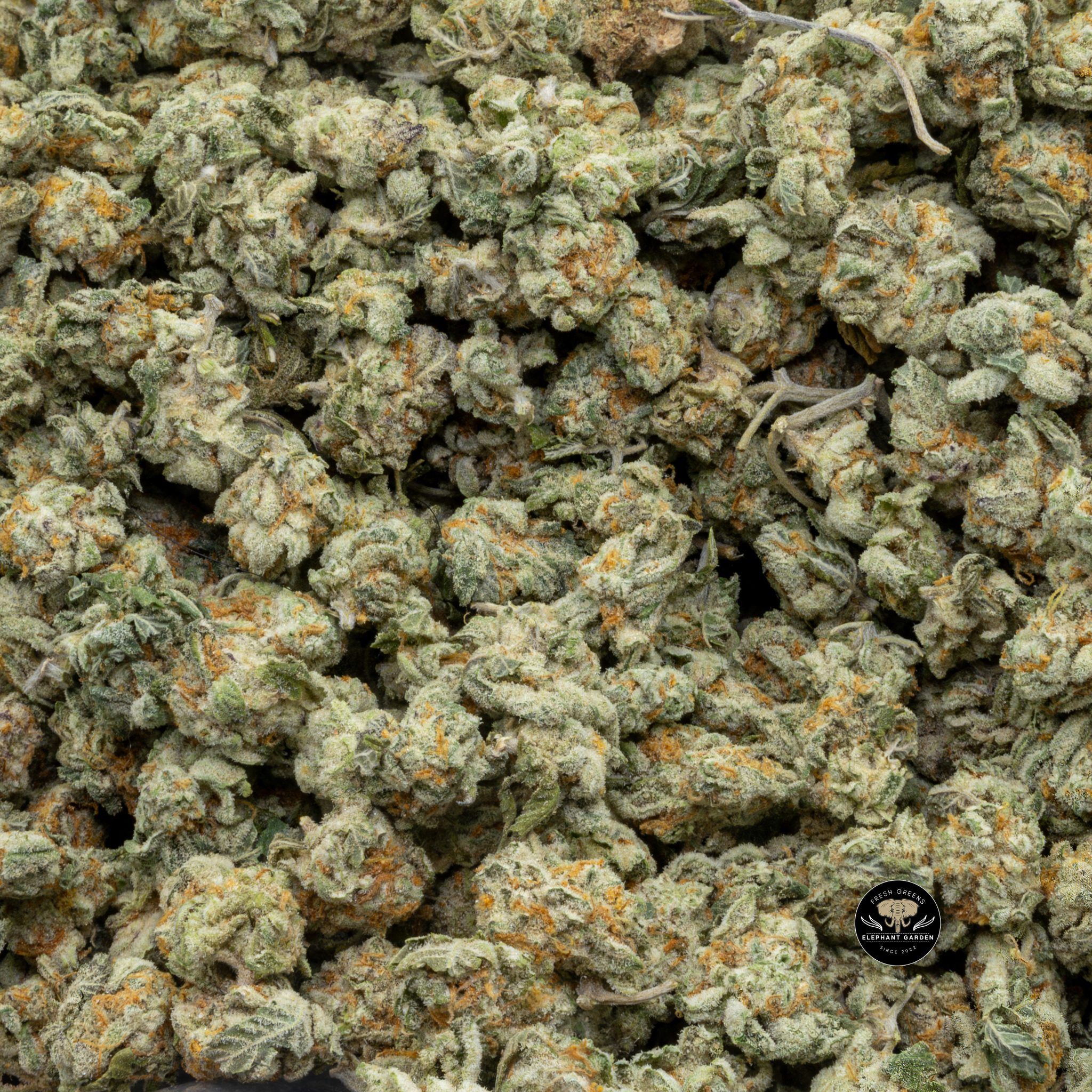Buy Cali Gold (Bulk) at Elephant Garden Co Weed Dispensary Close 4 26 2024