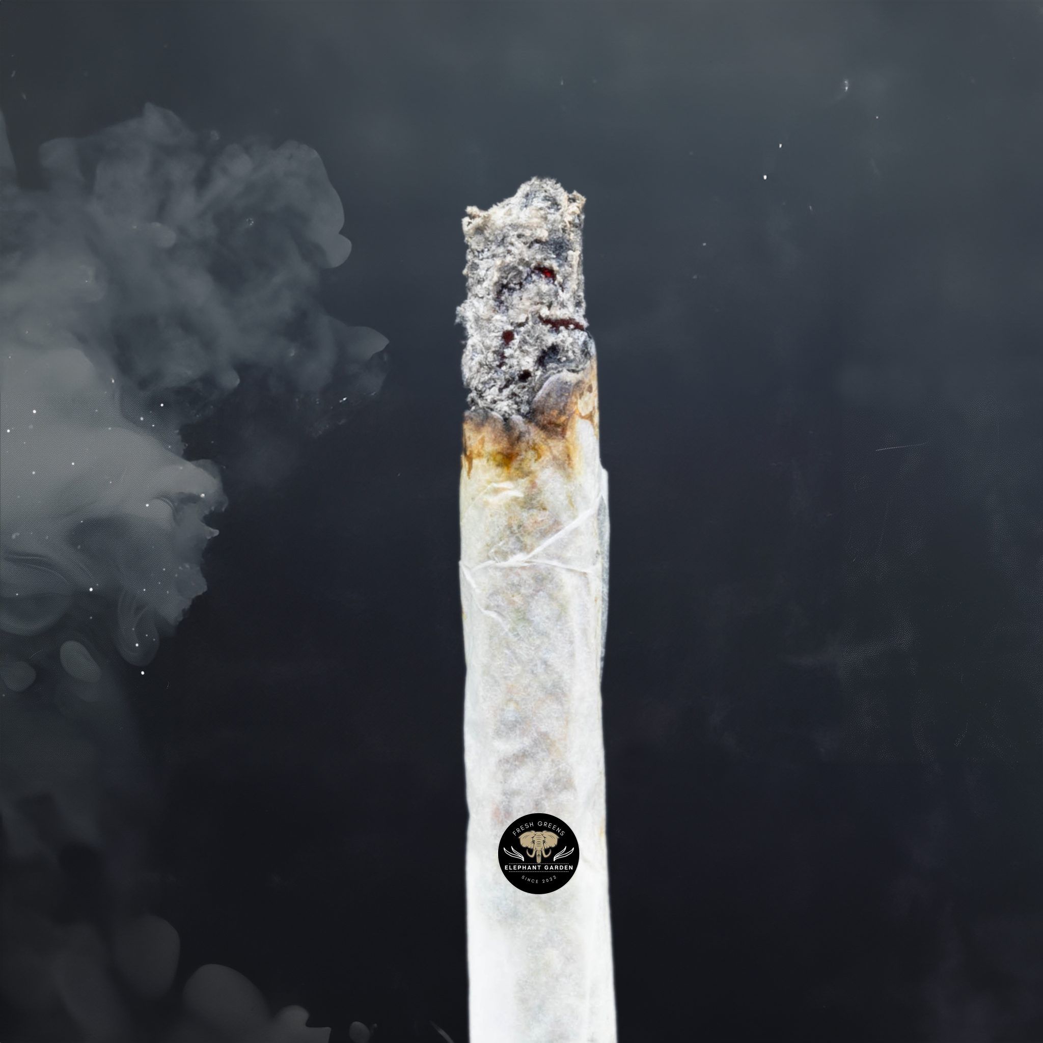 Buy Cali Gold at Elephant Garden Co Weed Dispensary Burn Test 4 26 2024 2