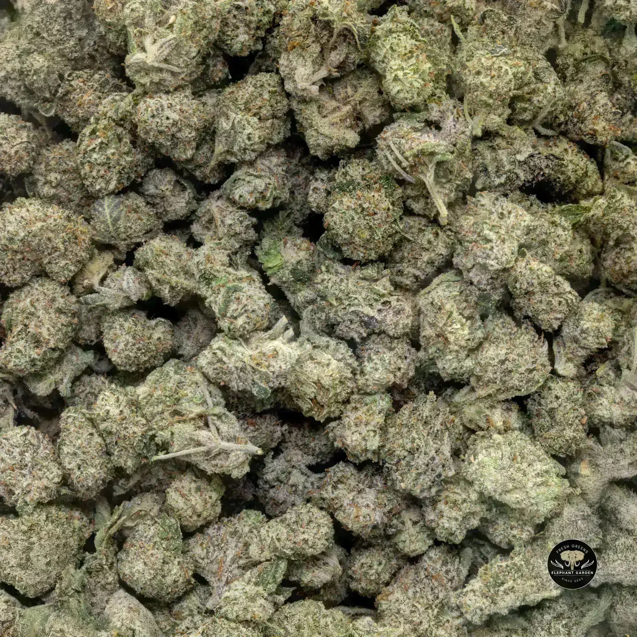 Buy Galactic Gas at Elephant Garden Co Weed Dispensary Bulk 11 13 24