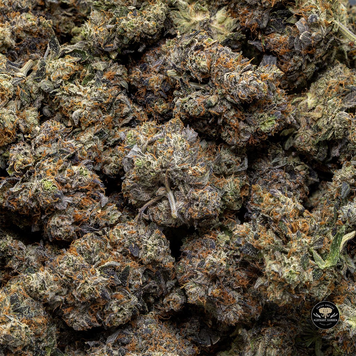 Buy Gucci Pink at Elephant Garden Co Weed Dispensary Bulk 5 15 25 2