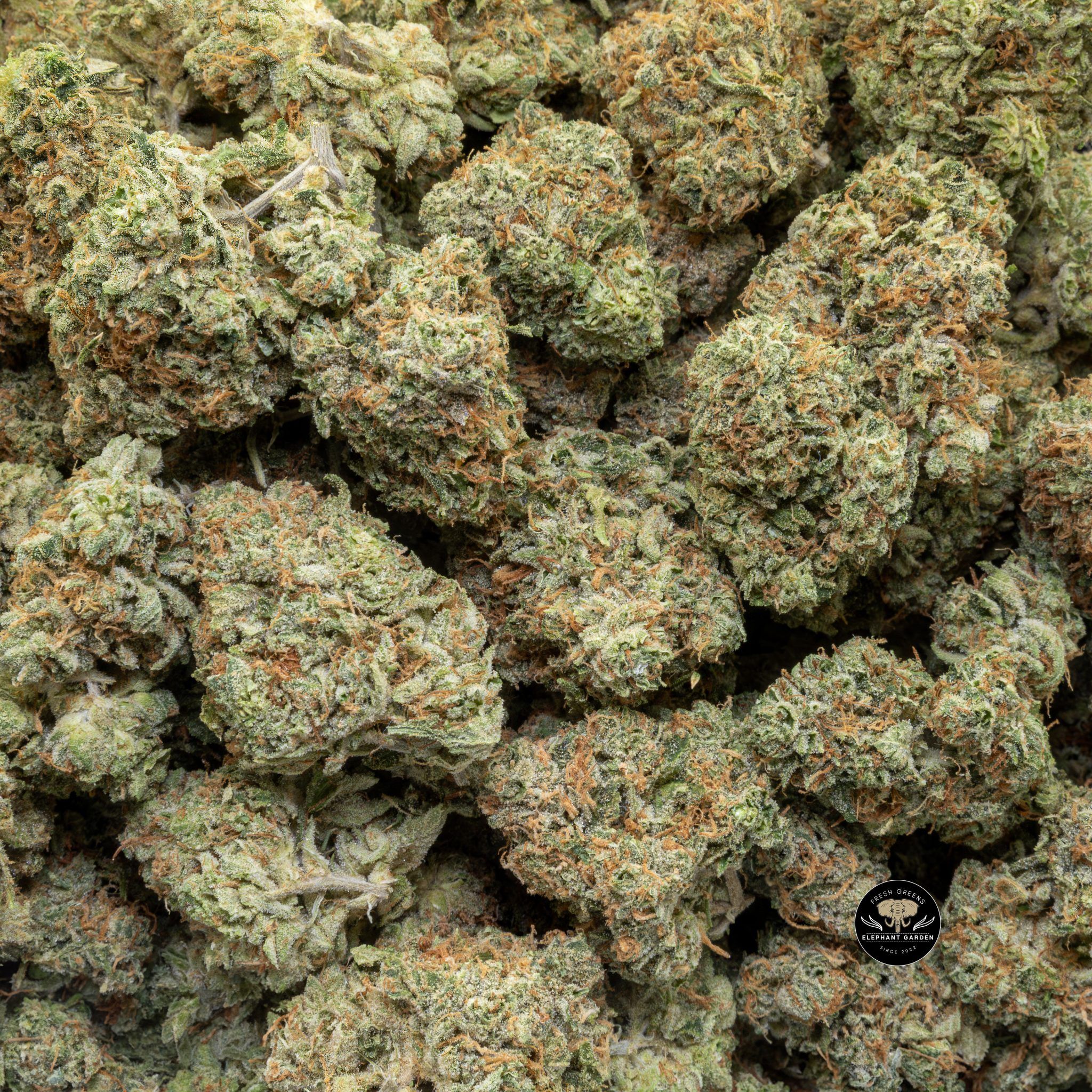Buy Pineapple Jack (Bulk) at Elephant Garden Co Weed Dispensary Close 4 10 2024