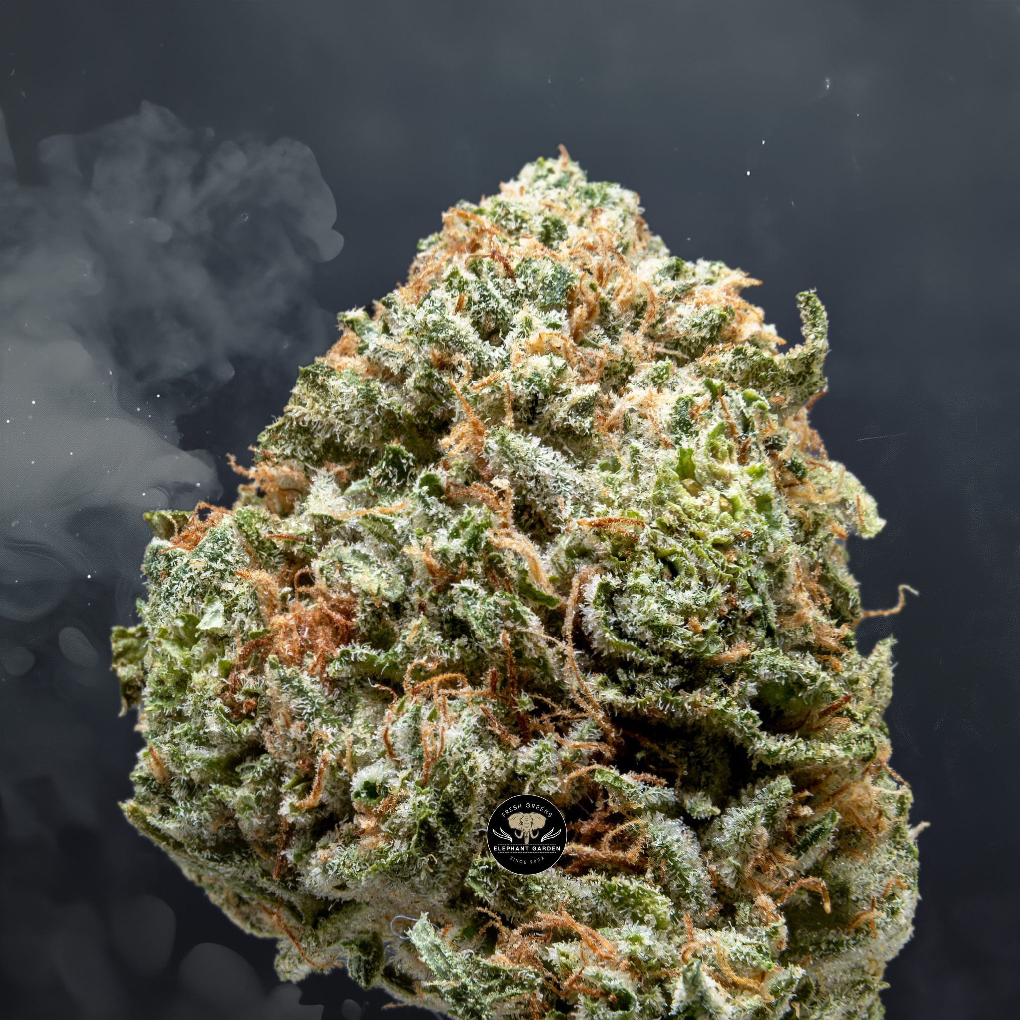 Buy Pineapple Jack at Elephant Garden Co Weed Dispensary Close 4 18 2024
