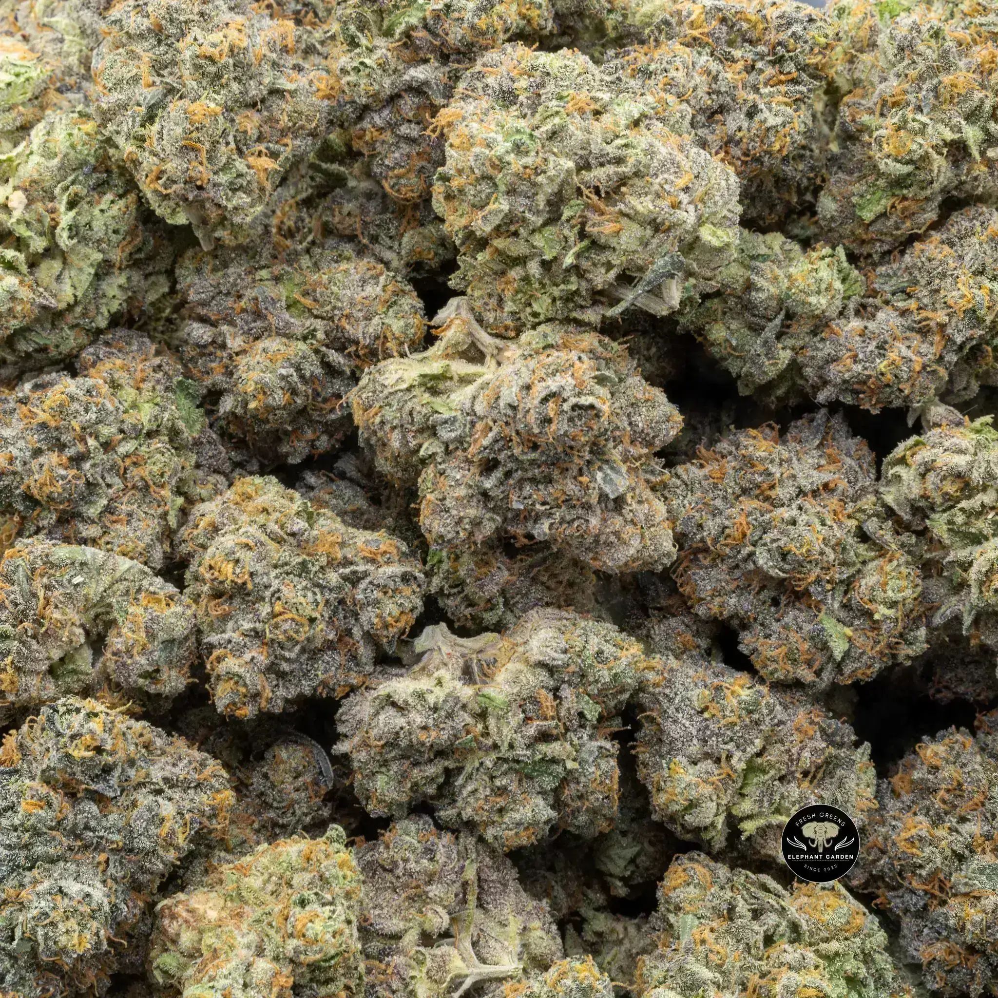 Buy Orange Sorbet at Elephant Garden Co Weed Dispensary Close 9 26 24 4