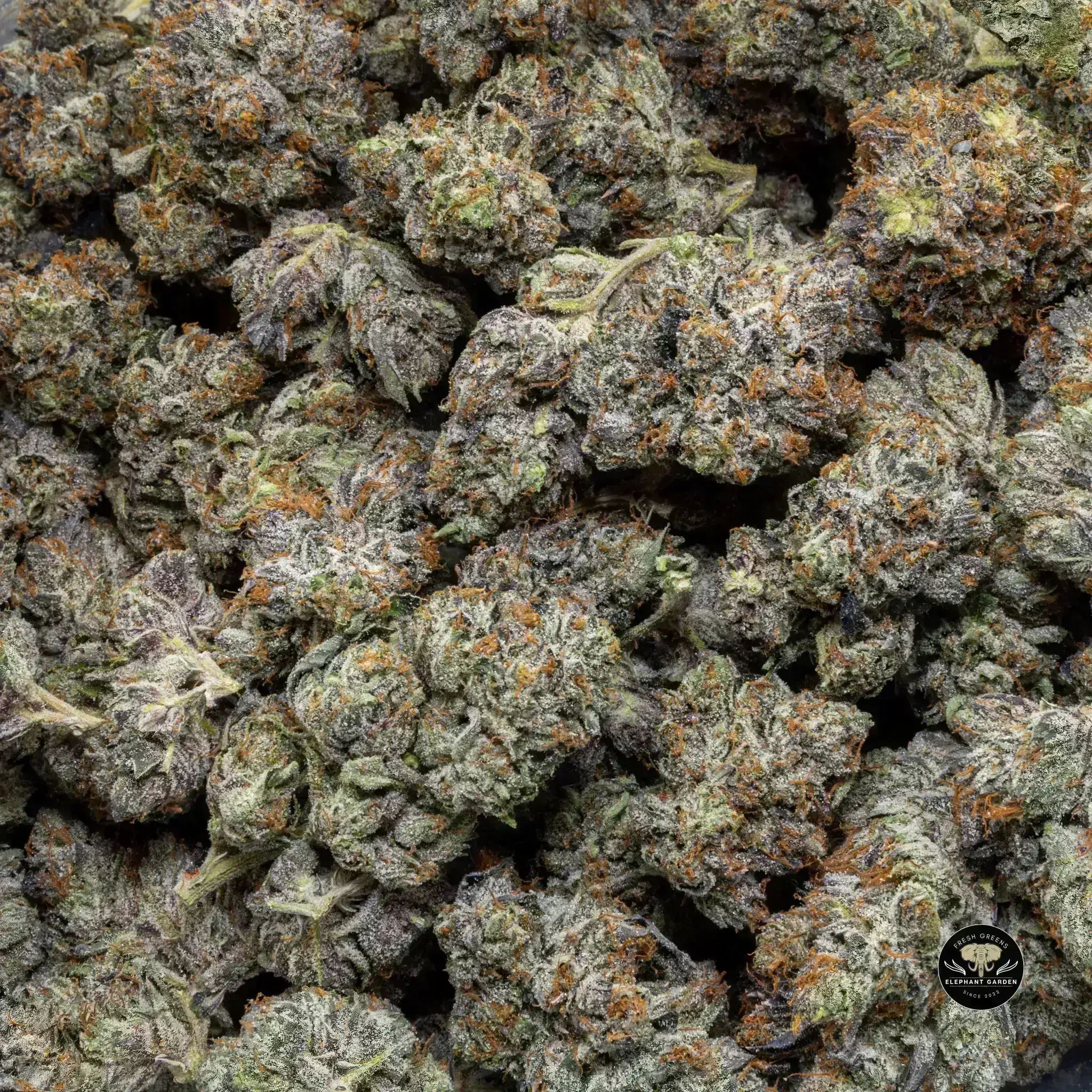 Buy Gas Mask at Elephant Garden Co Weed Dispensary Bulk 11 13 24