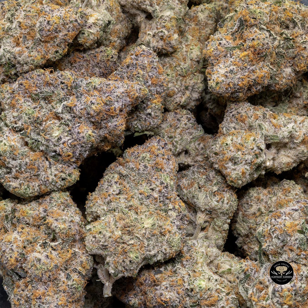 Buy Raspberry Parfait at Elephant Garden Co Weed Dispensary Bulk 5 15 25 2