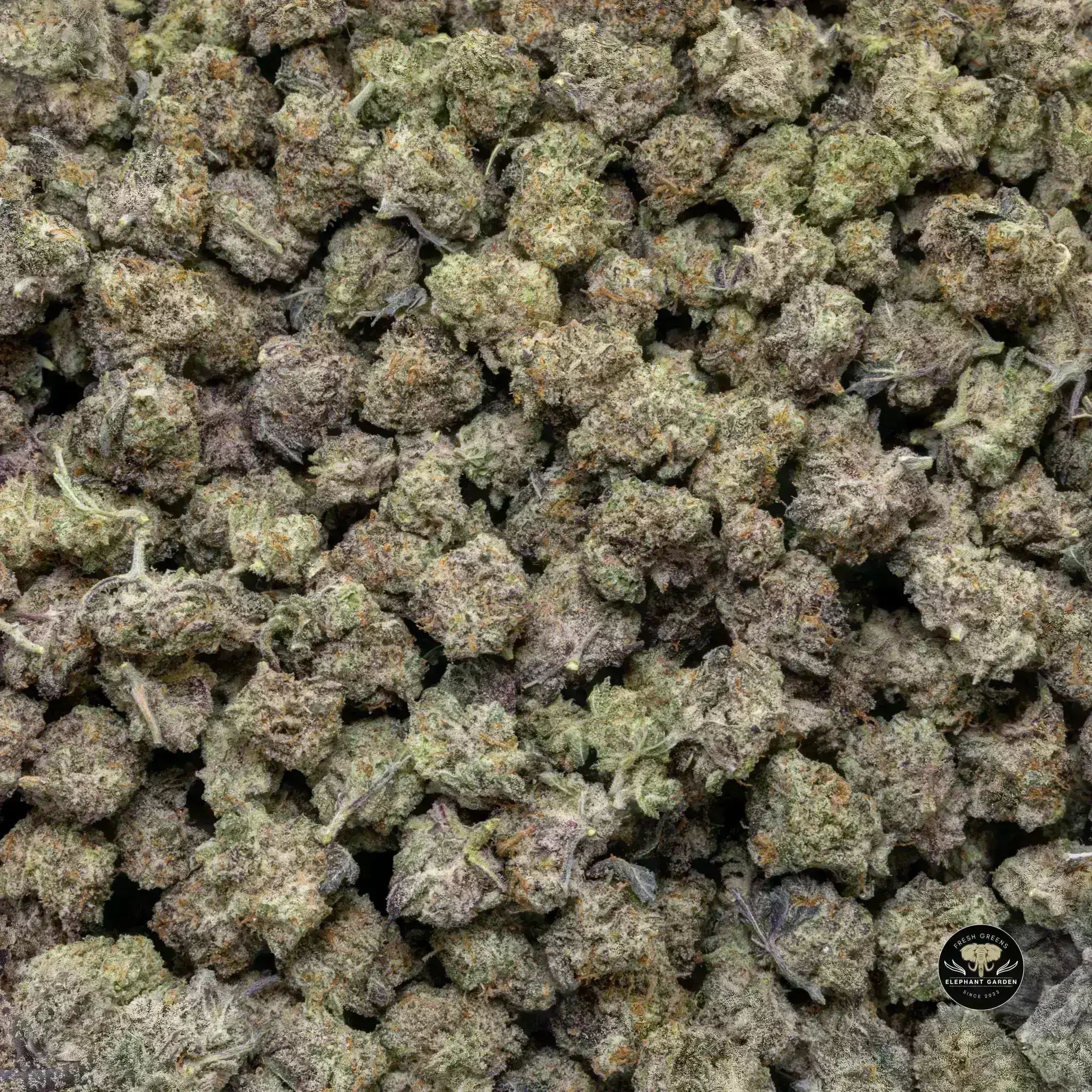 Buy Shiska berry at Elephant Garden Co Weed Dispensary Bulk 11 13 24