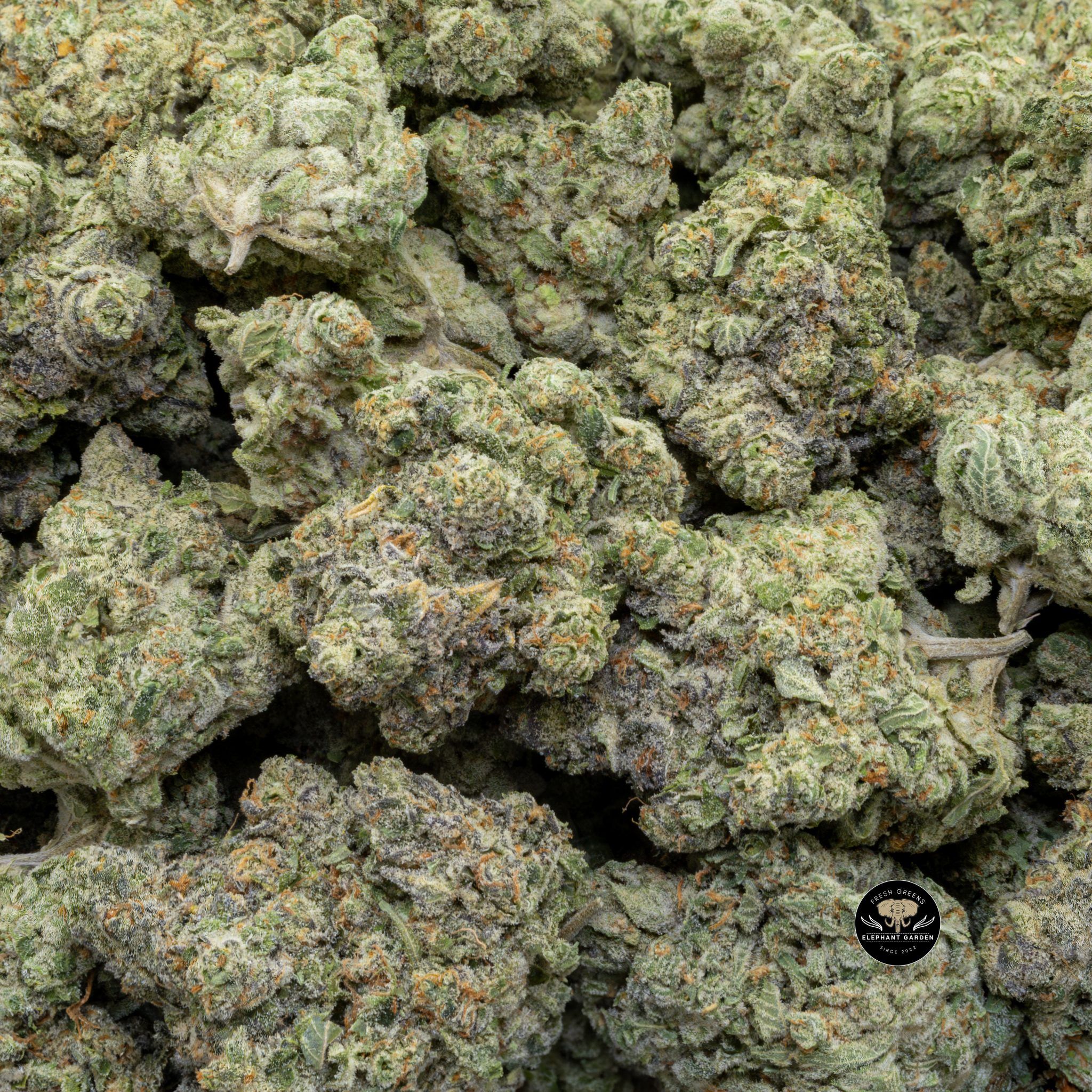Buy White Runtz (Bulk) at Elephant Garden Co Weed Dispensary Close 4 26 2024