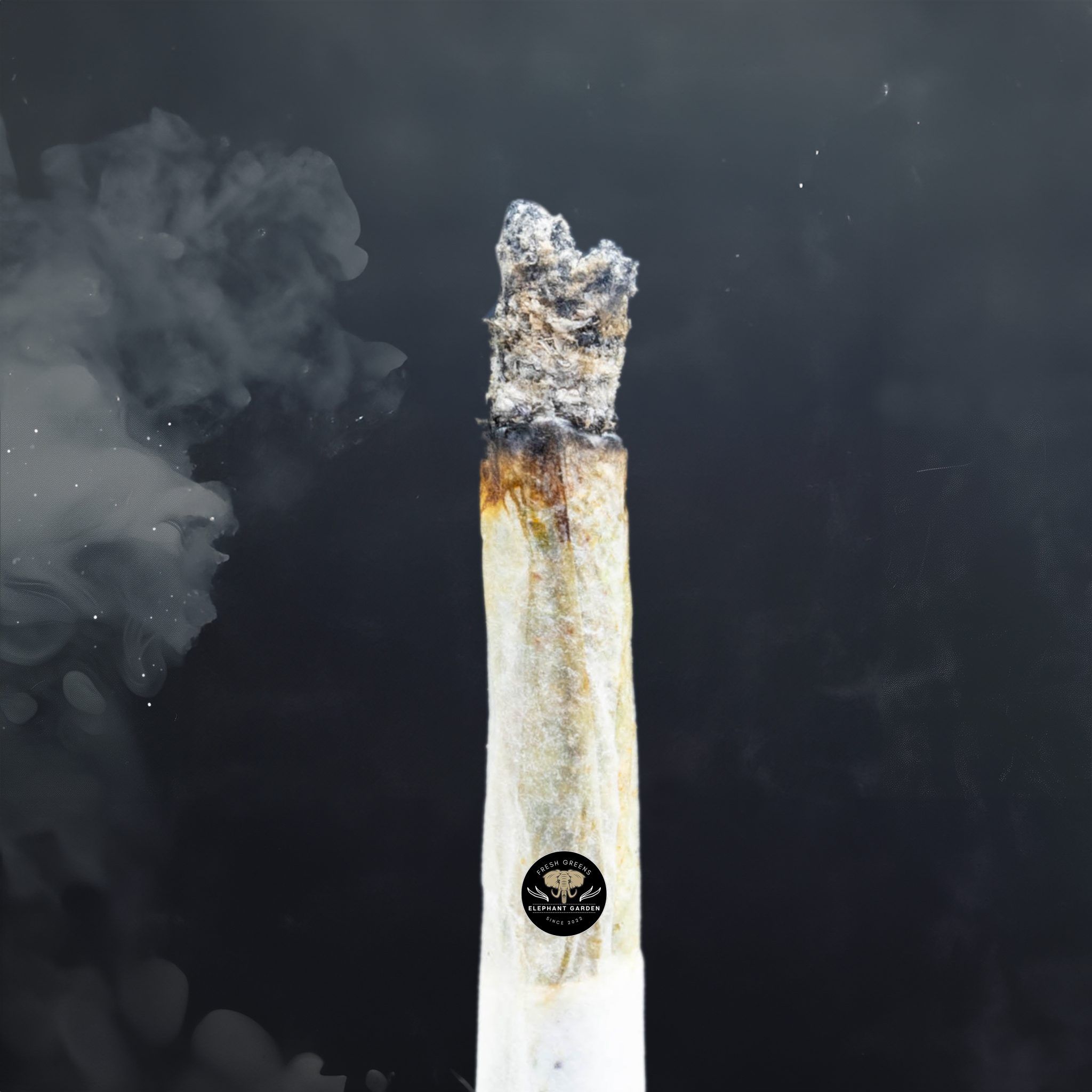 Buy White Runtz at Elephant Garden Co Weed Dispensary Burn Test 4 24 2024 2