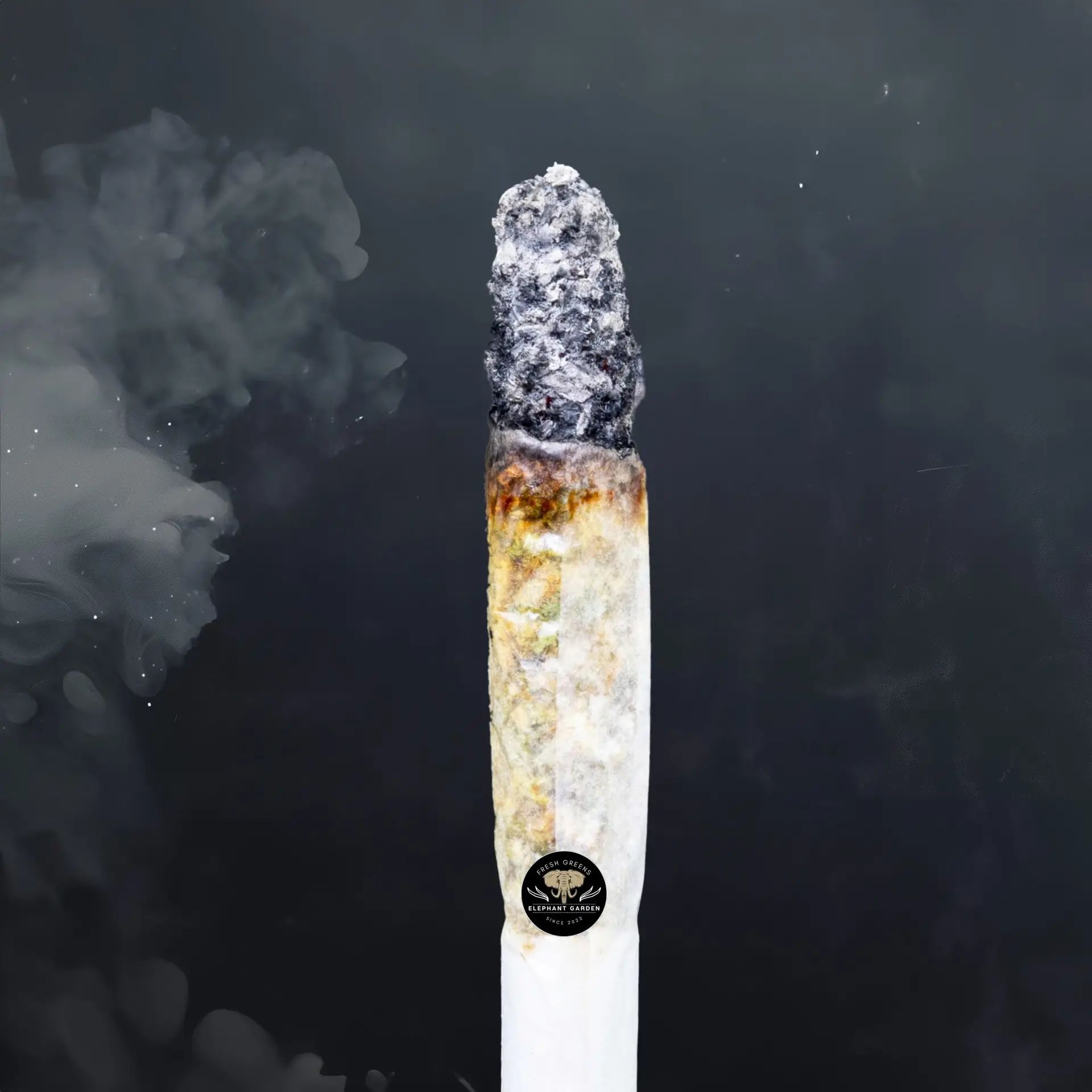 Buy White Runtz at Elephant Garden Co Weed Dispensary Burn Test 6 18 2024 2