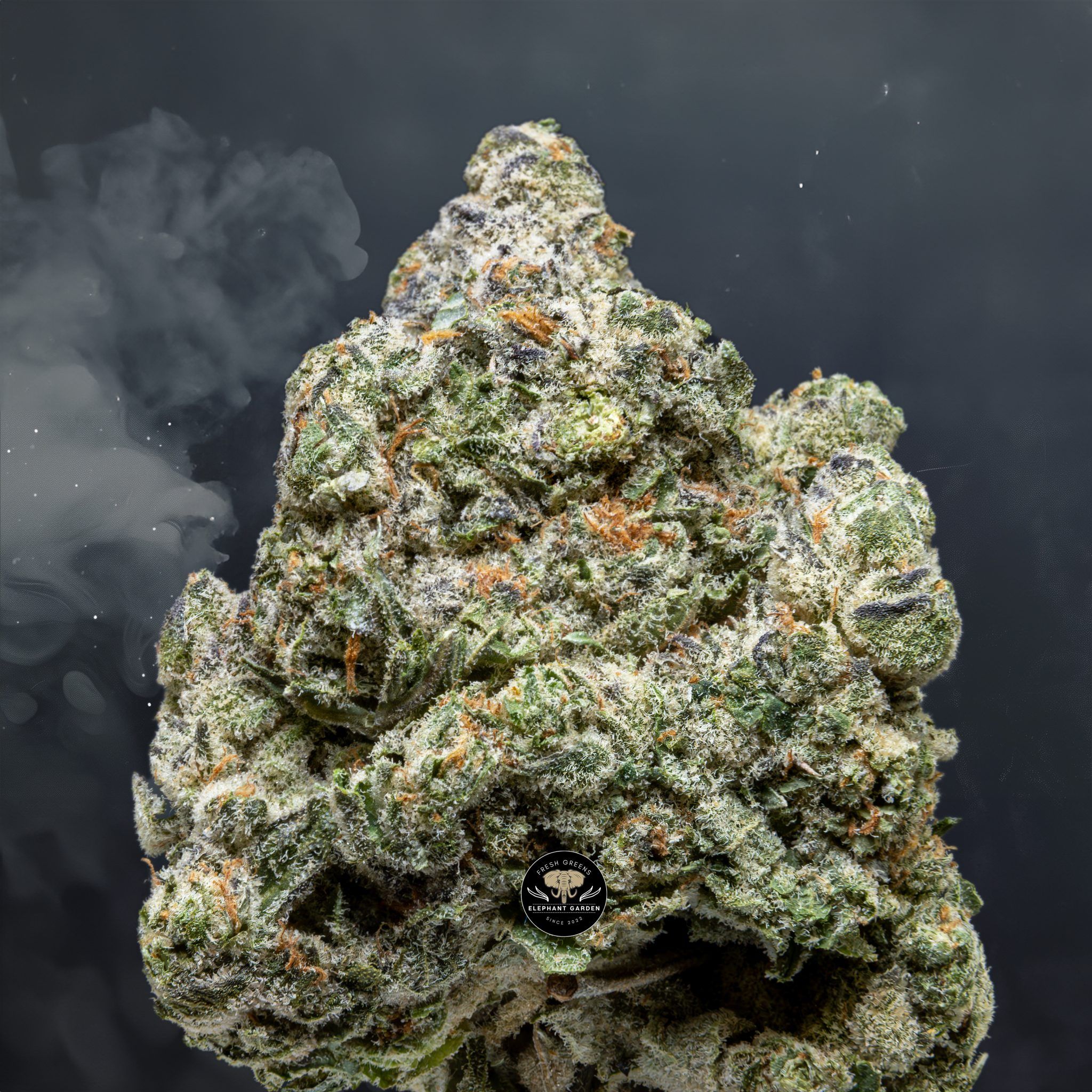 Buy White Runtz at Elephant Garden Co Weed Dispensary Close 4 26 2024
