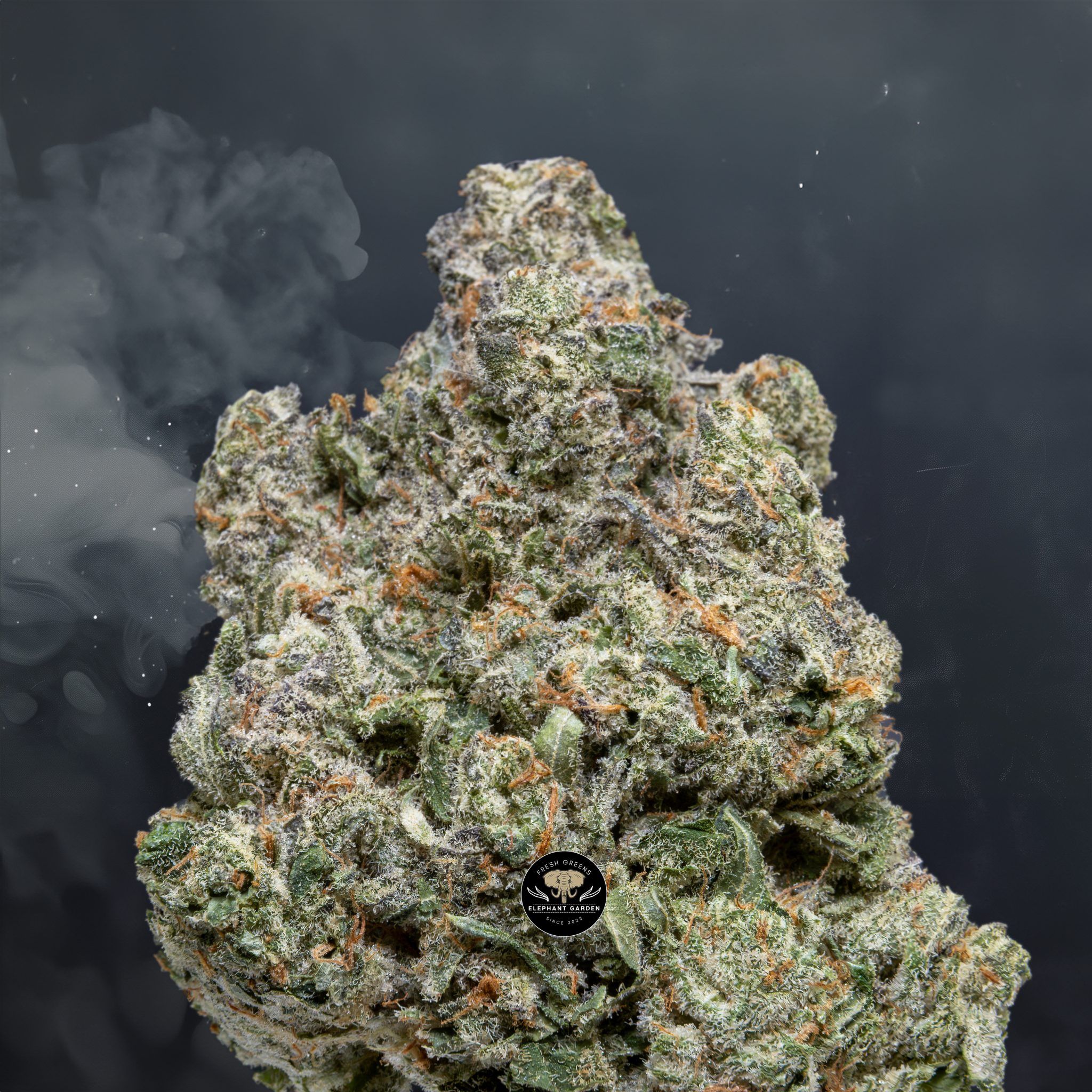 Buy White Runtz at Elephant Garden Co Weed Dispensary Close 6 18 24