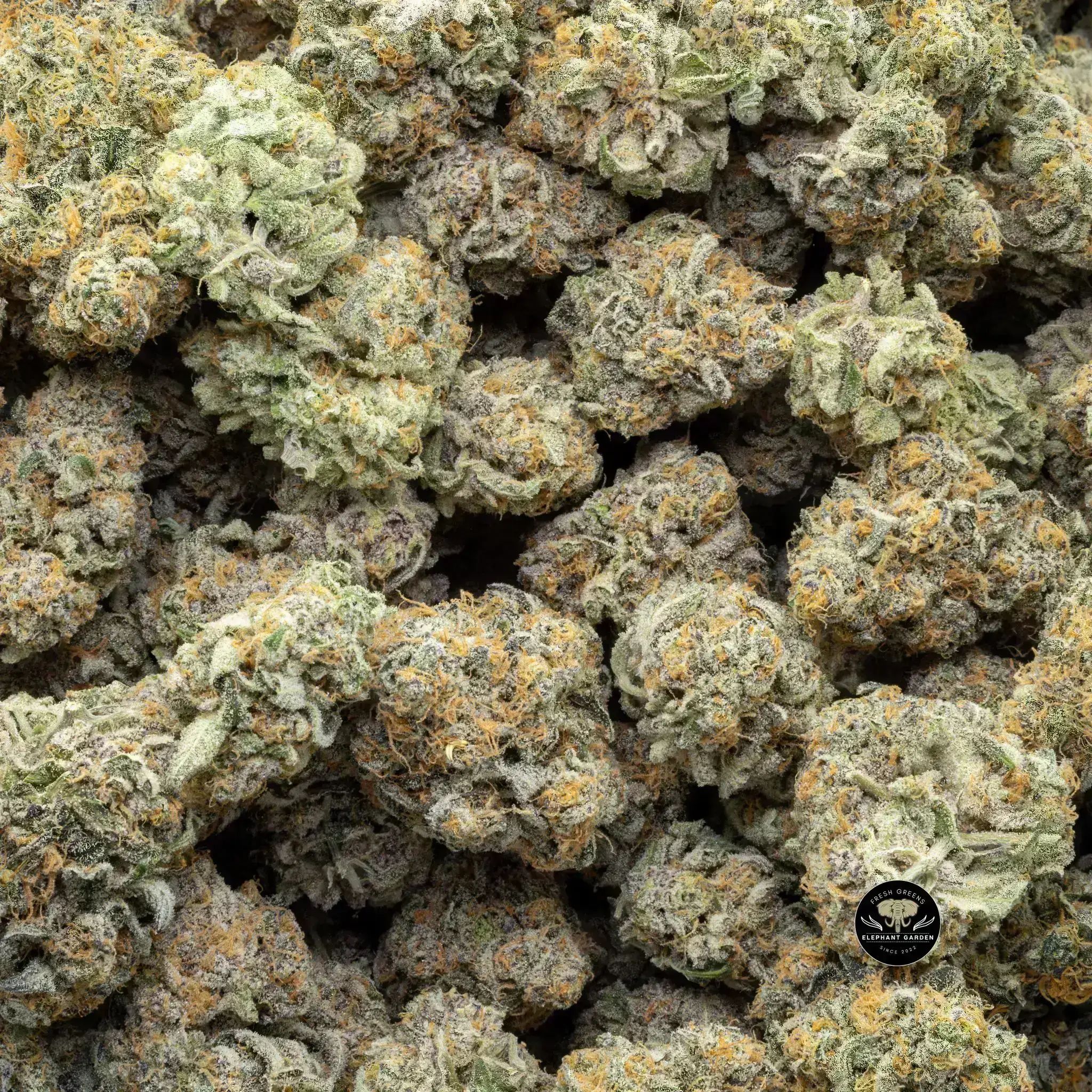 Buy Zookies at Elephant Garden Co Weed Dispensary Close 9 26 24 4