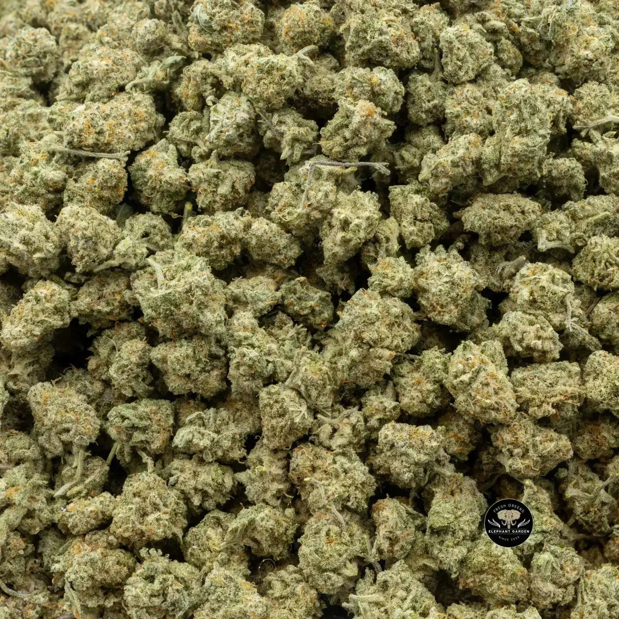 Buy Apple Mac at Elephant Garden Co Weed Dispensary Close 9 26 24 3