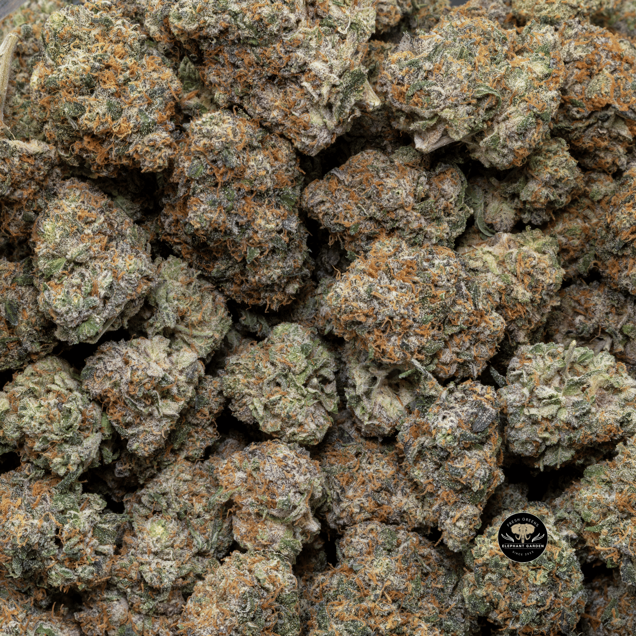 Buy Cereal Milk Bulk 2 at Elephant Garden Co Weed Dispensary Close 8 19 24 2