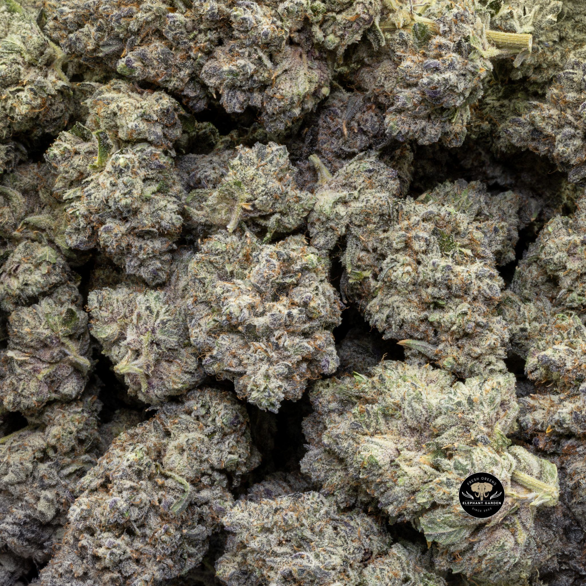 Buy Master Yoda (Bulk) at Elephant Garden Co Weed Dispensary Close 5 16 2024