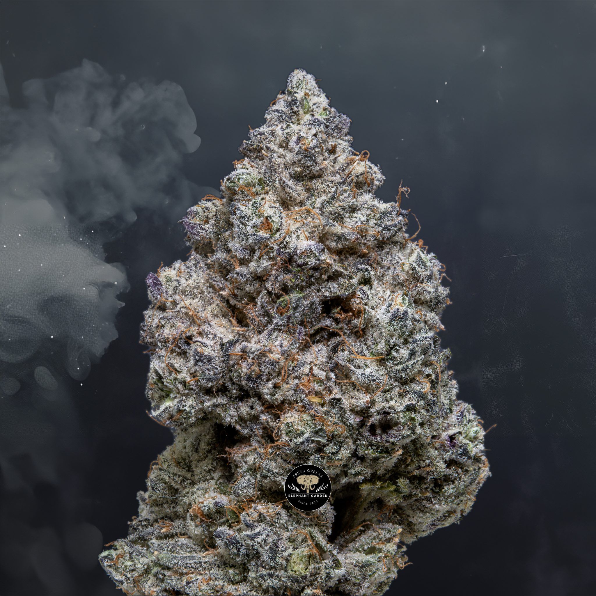 Buy Master Yoda at Elephant Garden Co Weed Dispensary Close 5 28 24