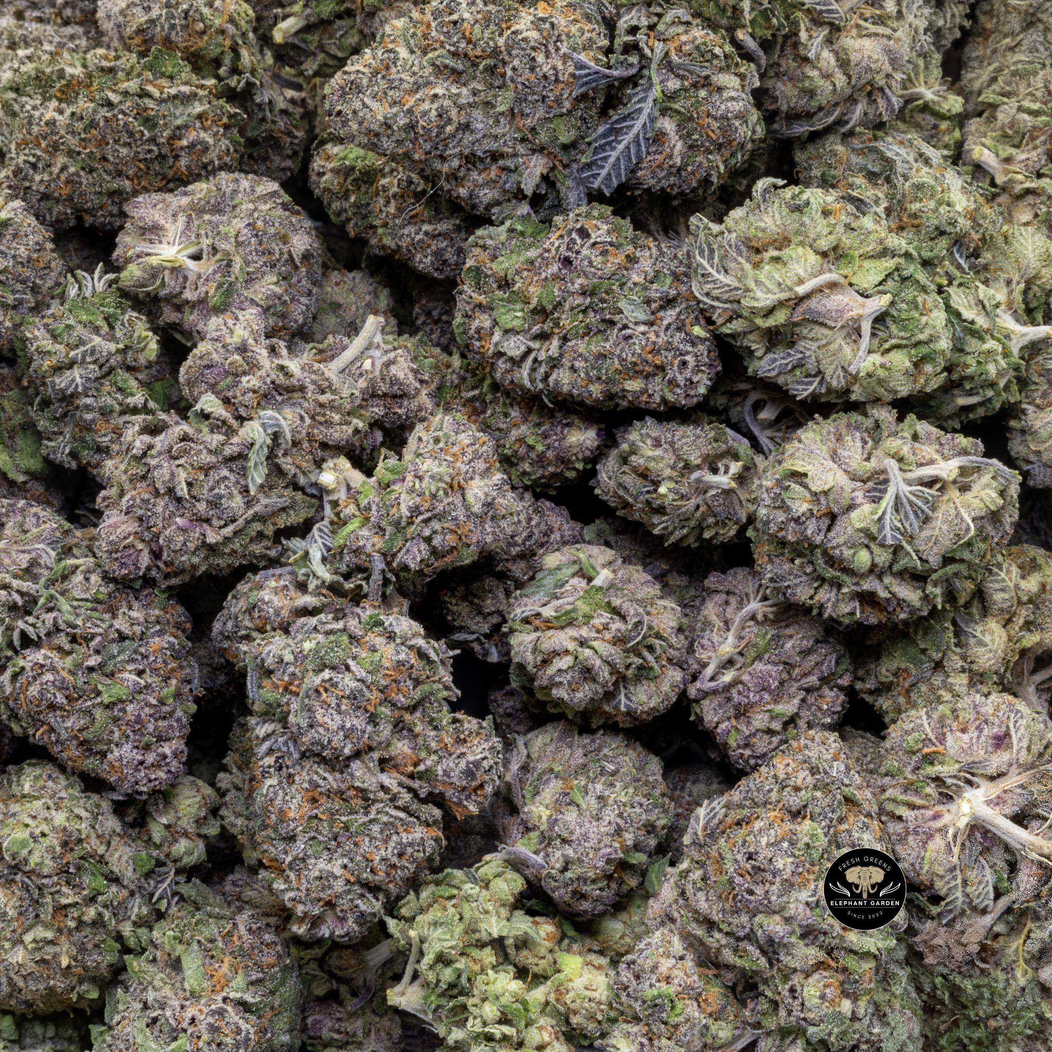 Buy Pink Runtz (Bulk) at Elephant Garden Co Weed Dispensary Close 5 16 2024