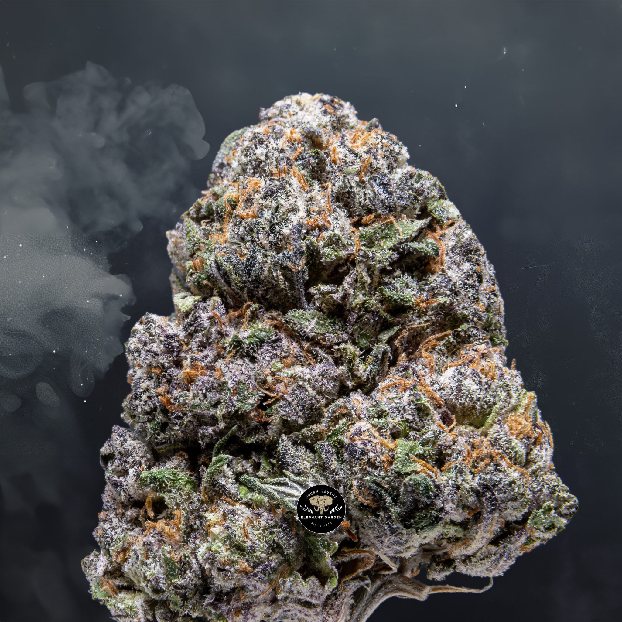 Buy Pink Runtz at Elephant Garden Co Weed Dispensary Close 5 28 24