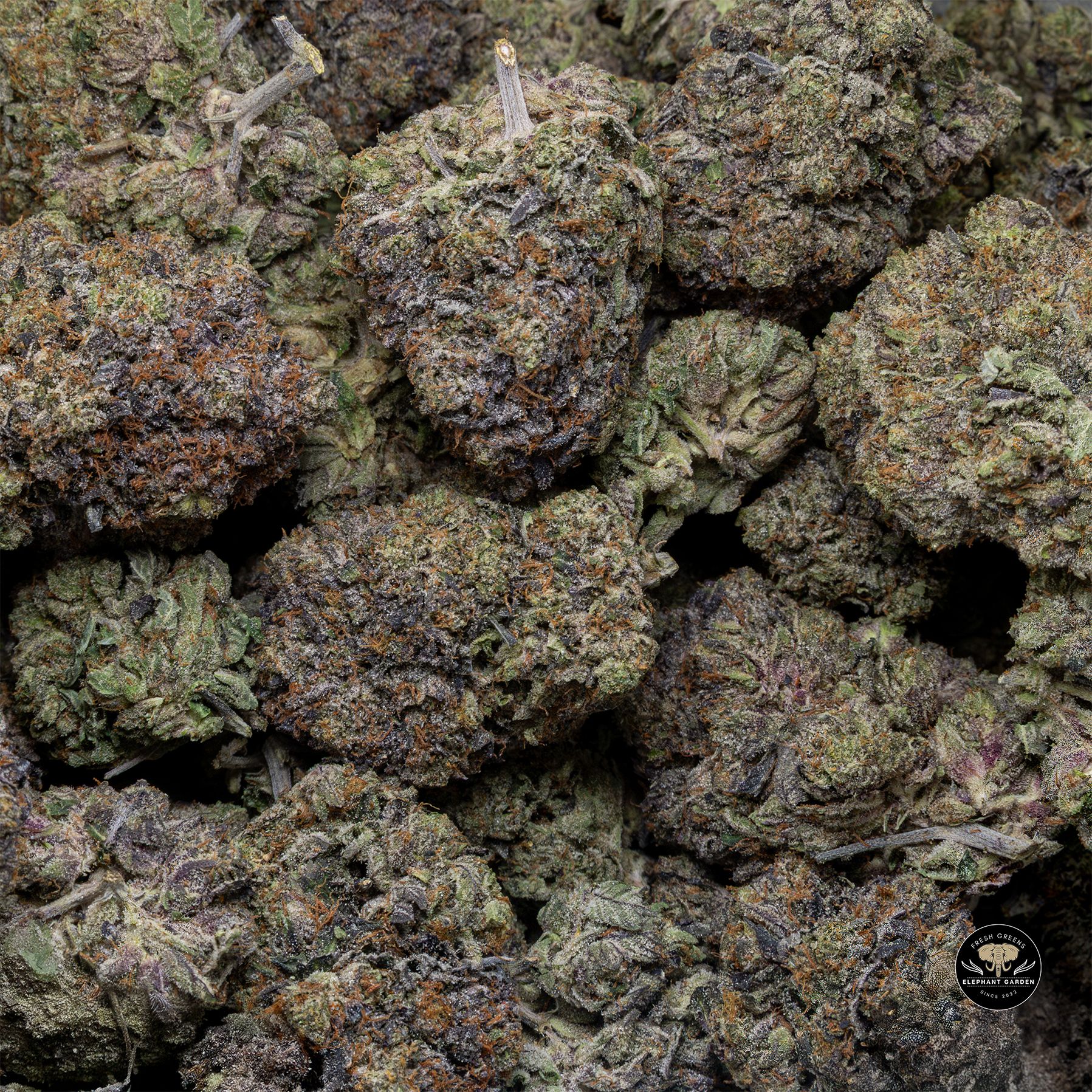 Buy Death Tuna at Elephant Garden Co Weed Dispensary Bulk 3 6 25