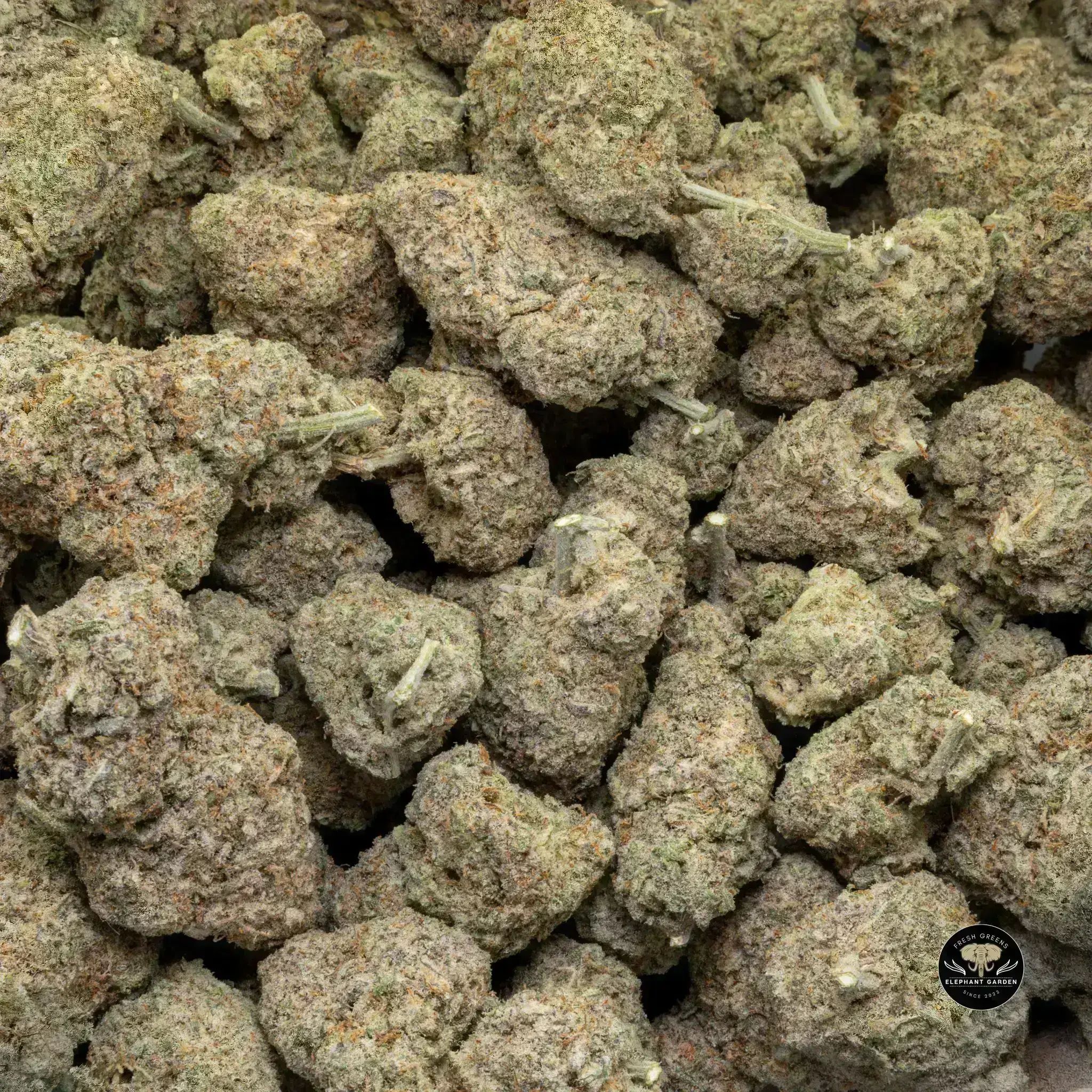 Buy Blueberry Mac at Elephant Garden Co Weed Dispensary Bulk 11 13 24