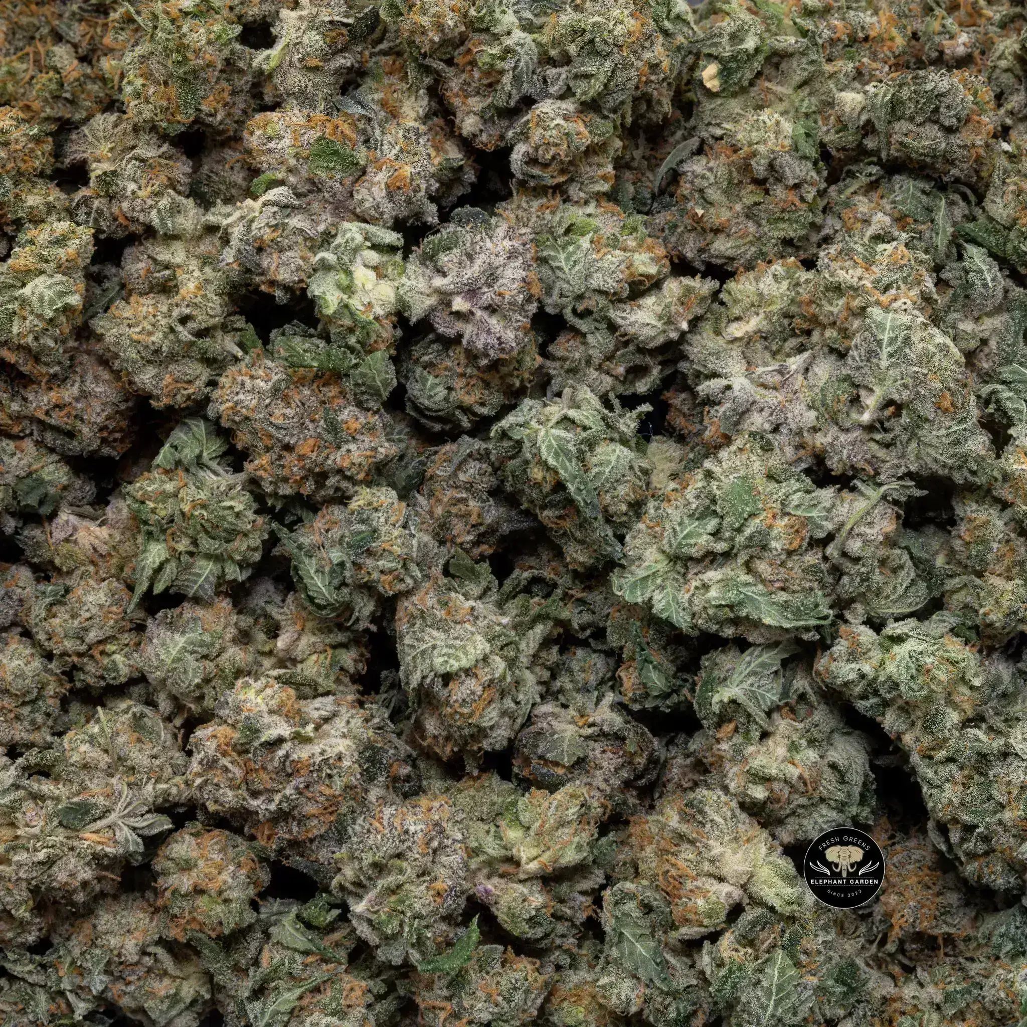 Buy Cereal Milk Small at Elephant Garden Co Weed Dispensary Close 8 19 24 2