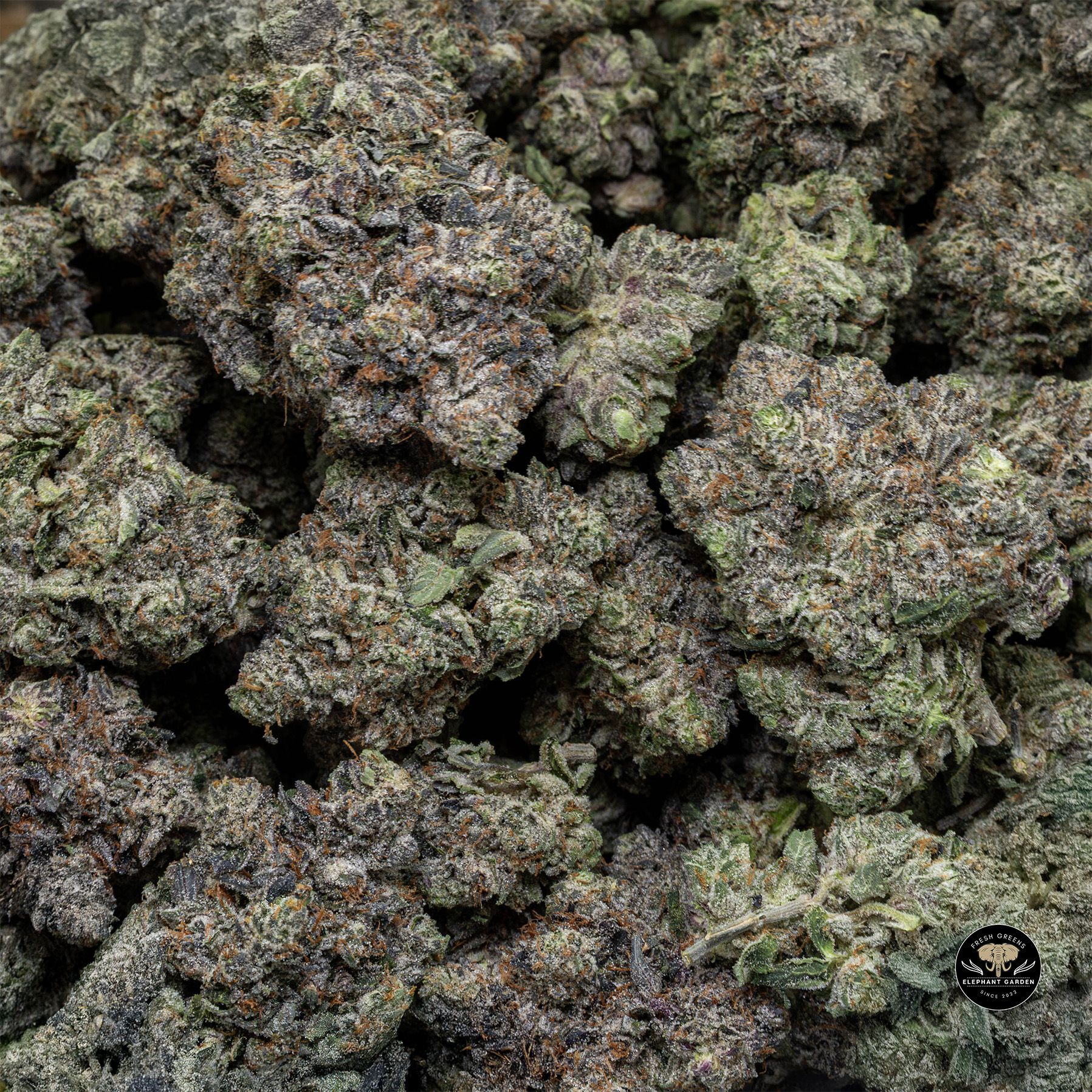 Buy Coastal Pink at Elephant Garden Co Weed Dispensary Bulk 3 6 25